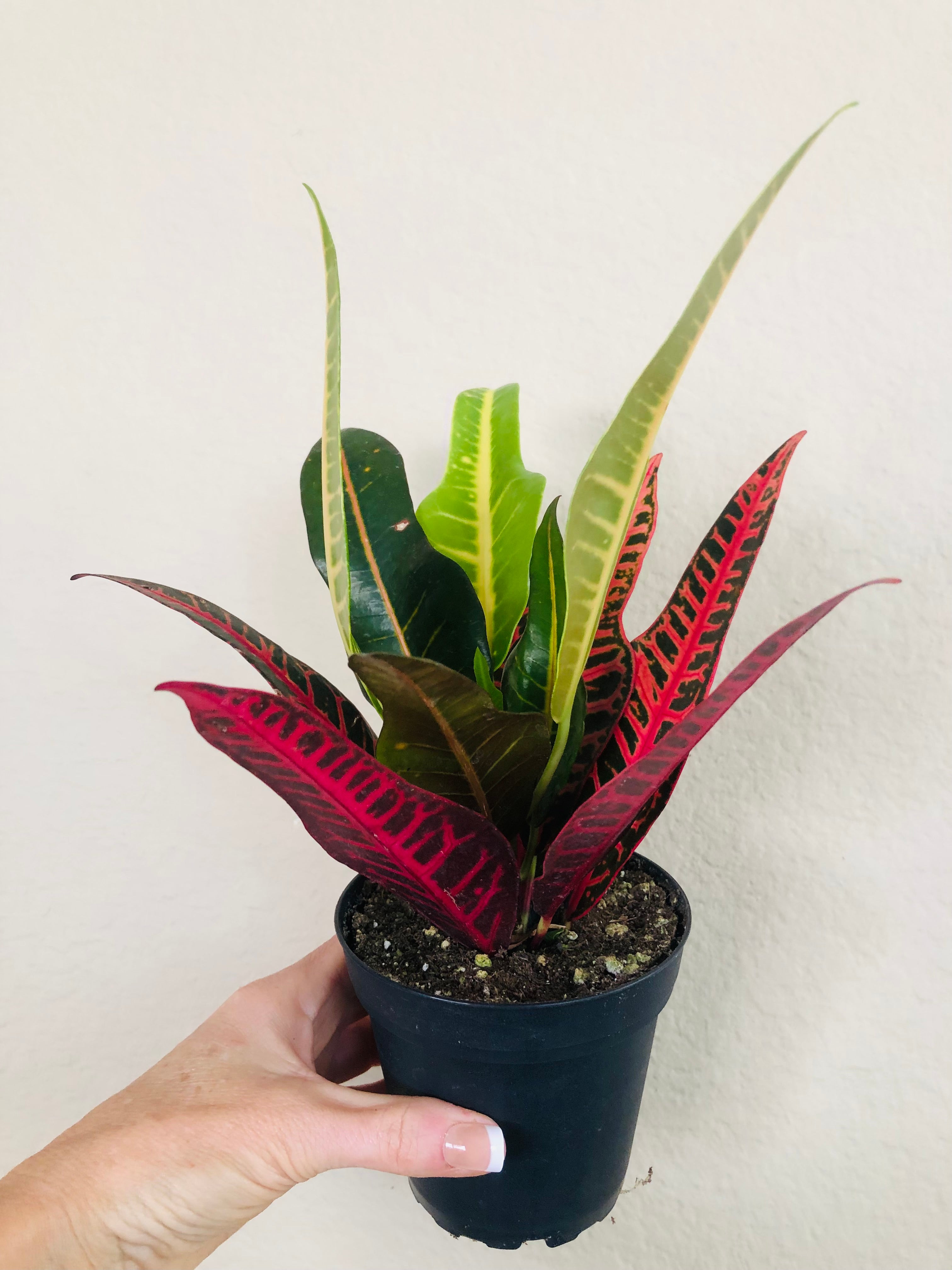 Croton Nervia