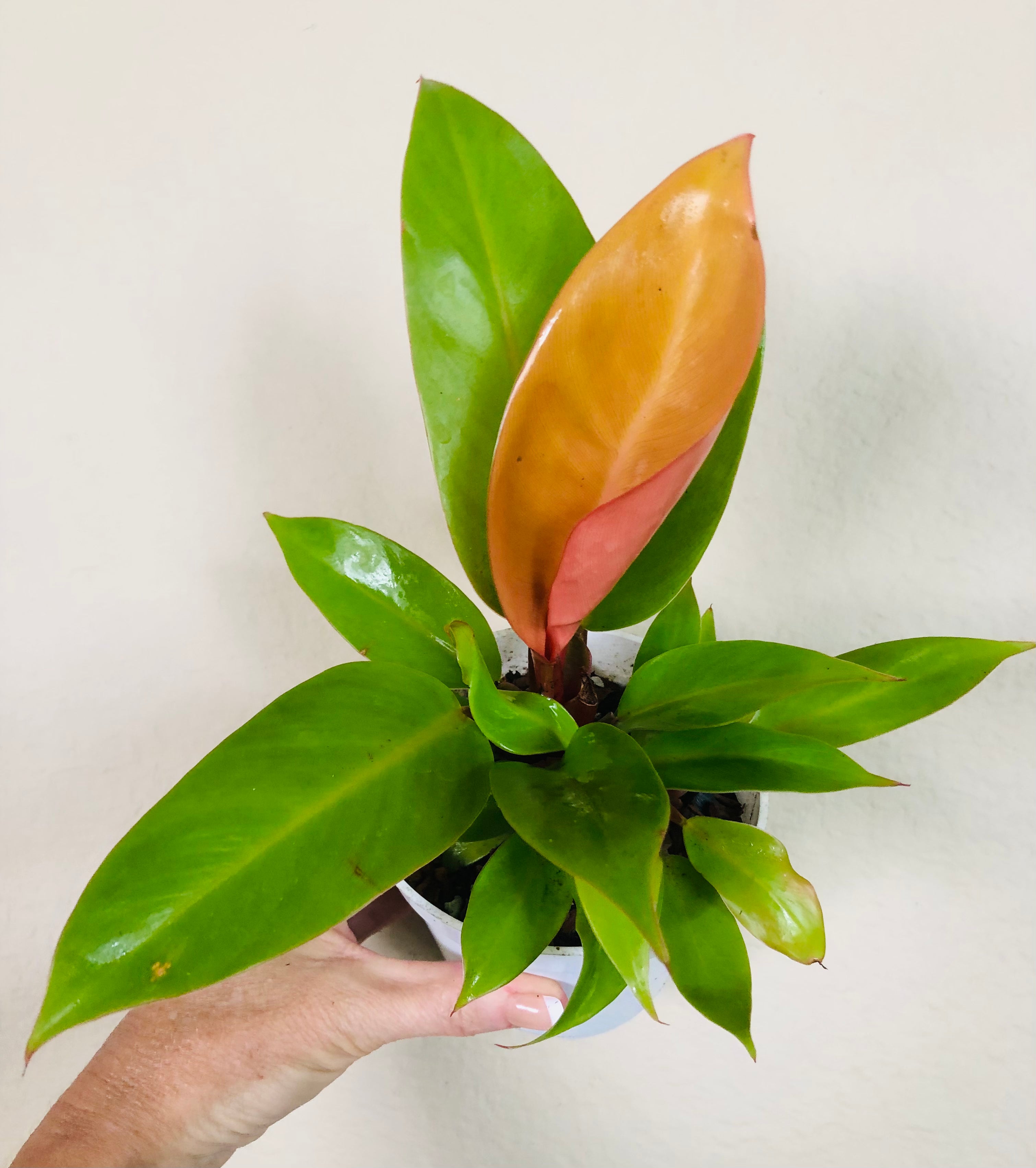 Philodendron 'Prince of Orange'