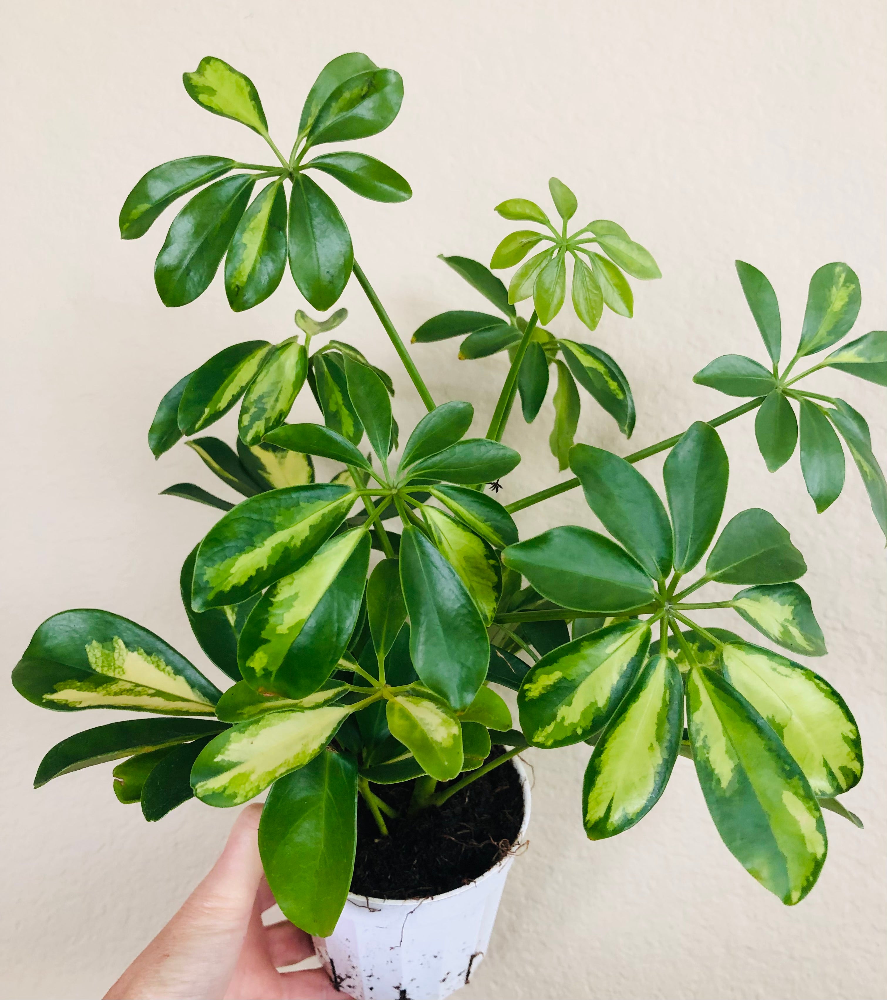 Schefflera Arboricola Variegated 'Umbrella'