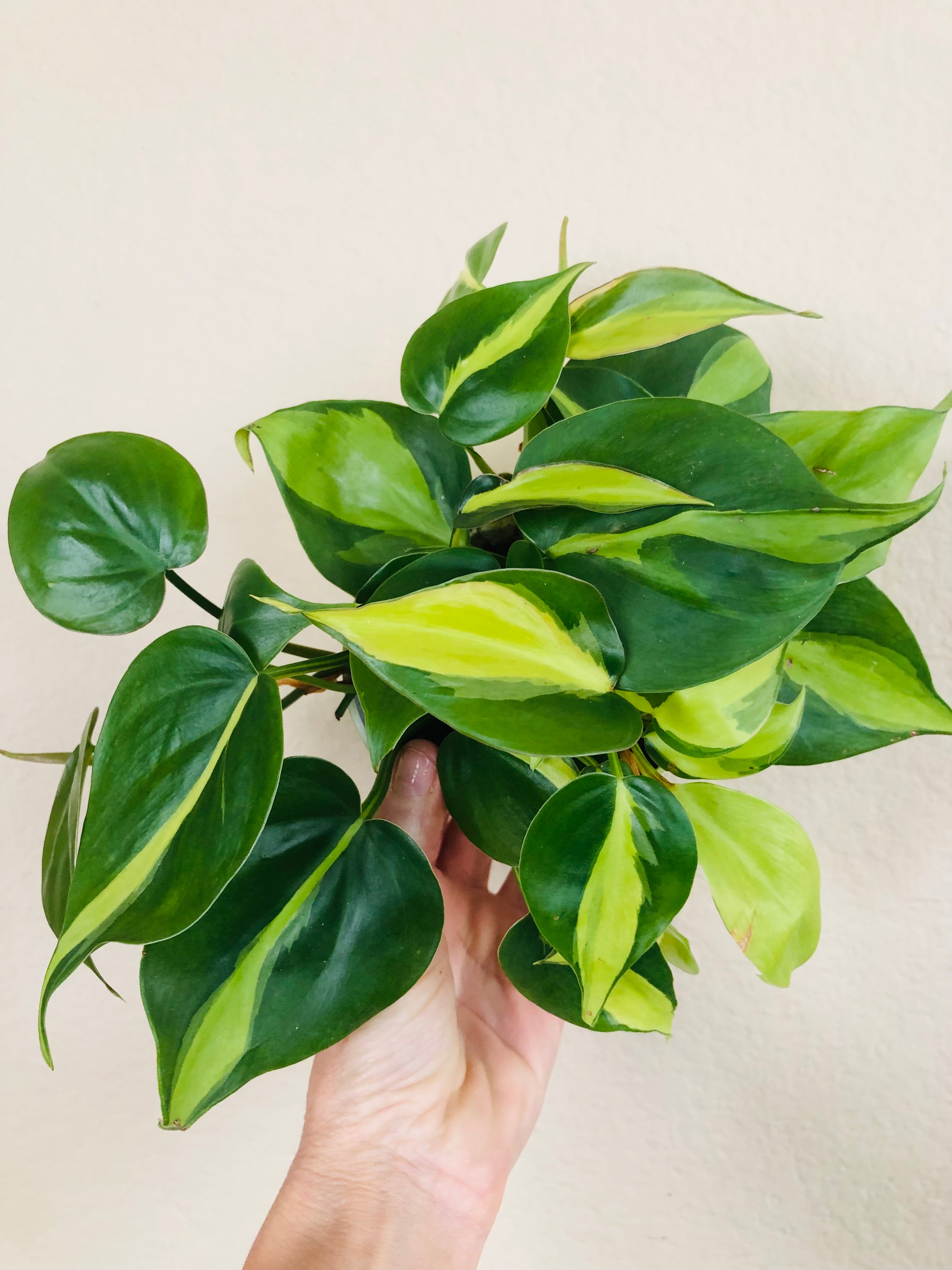 Philodendron 'Brasil'