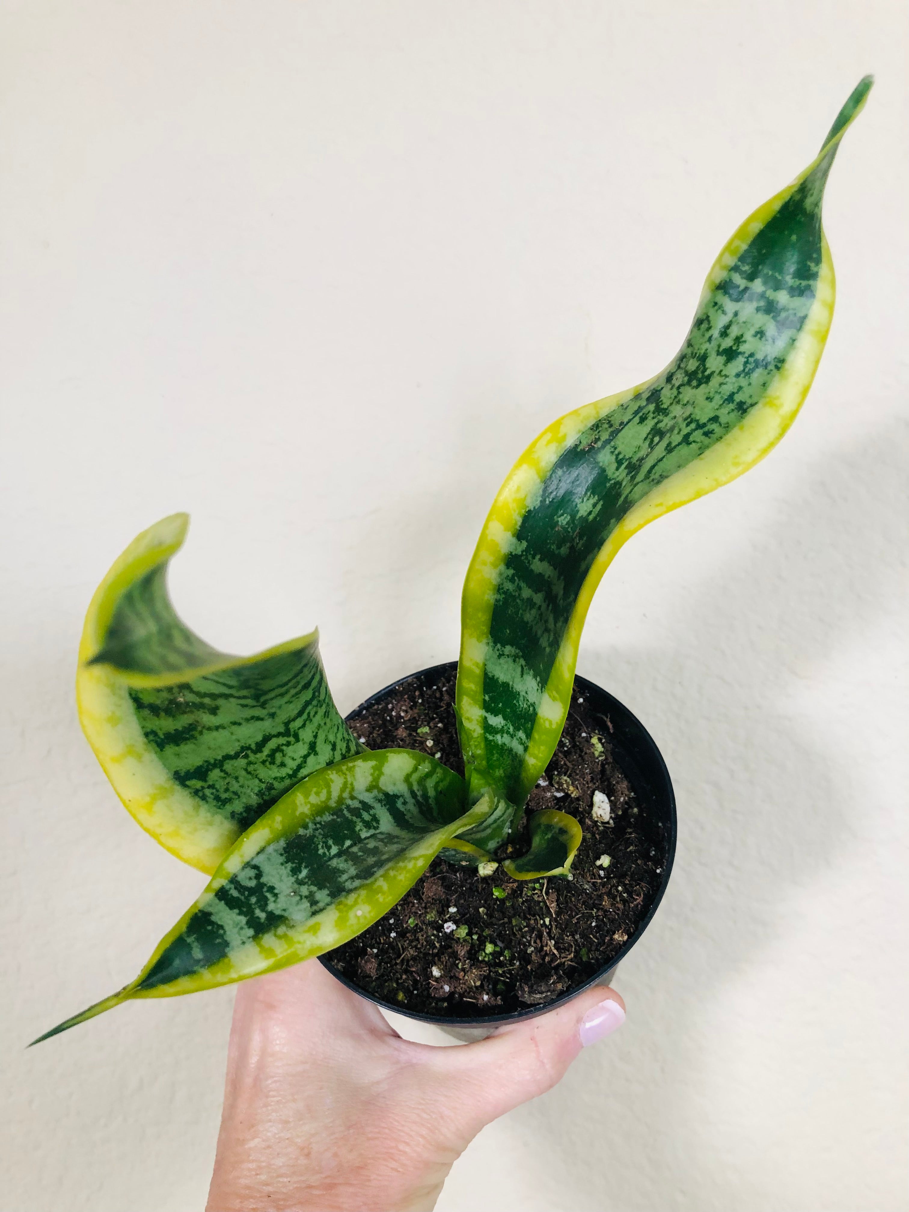 Sansevieria Trifasciata 'Twisted Sister'