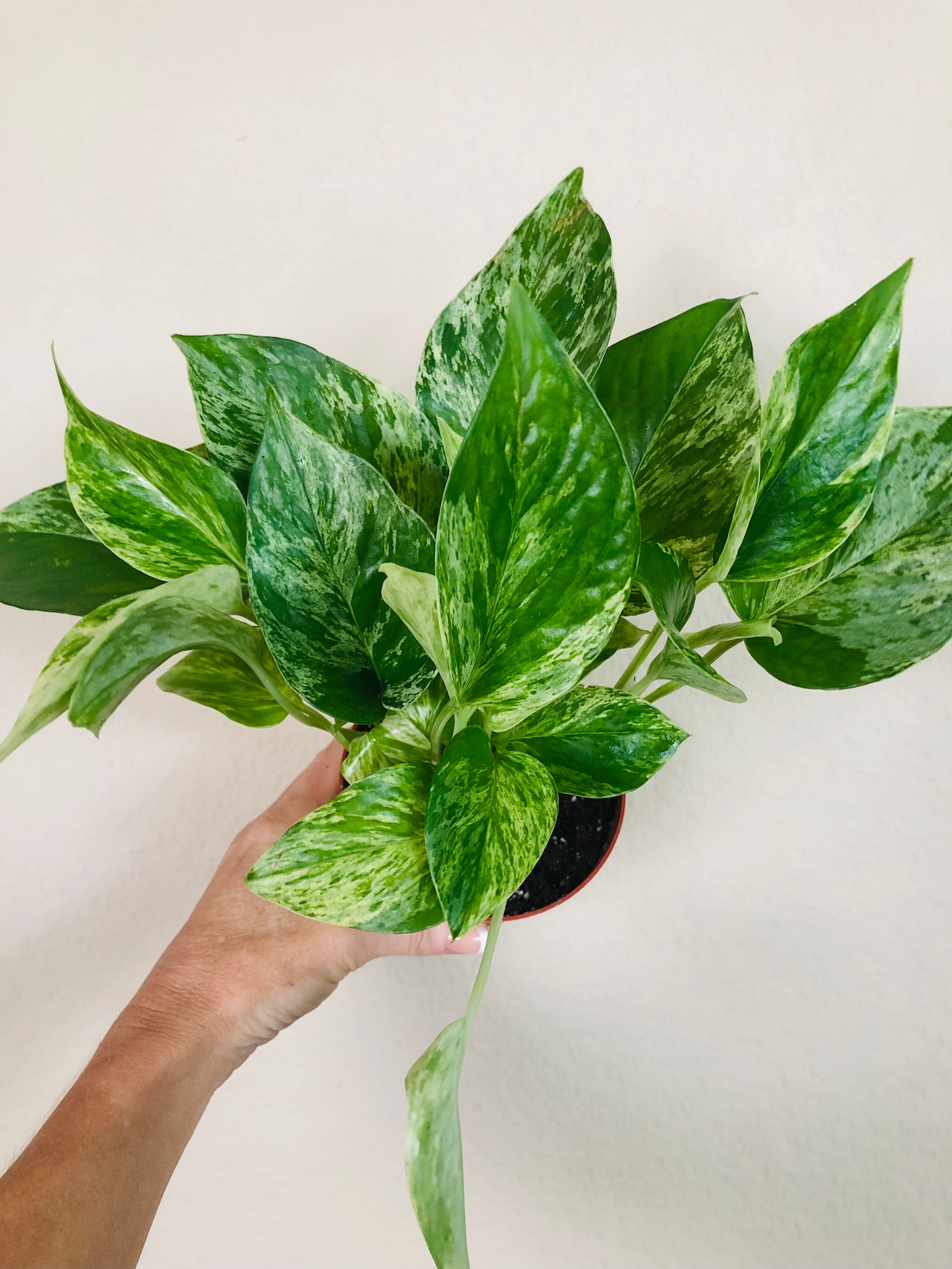 Pothos 'Marble Queen' | ‘Snow Queen’
