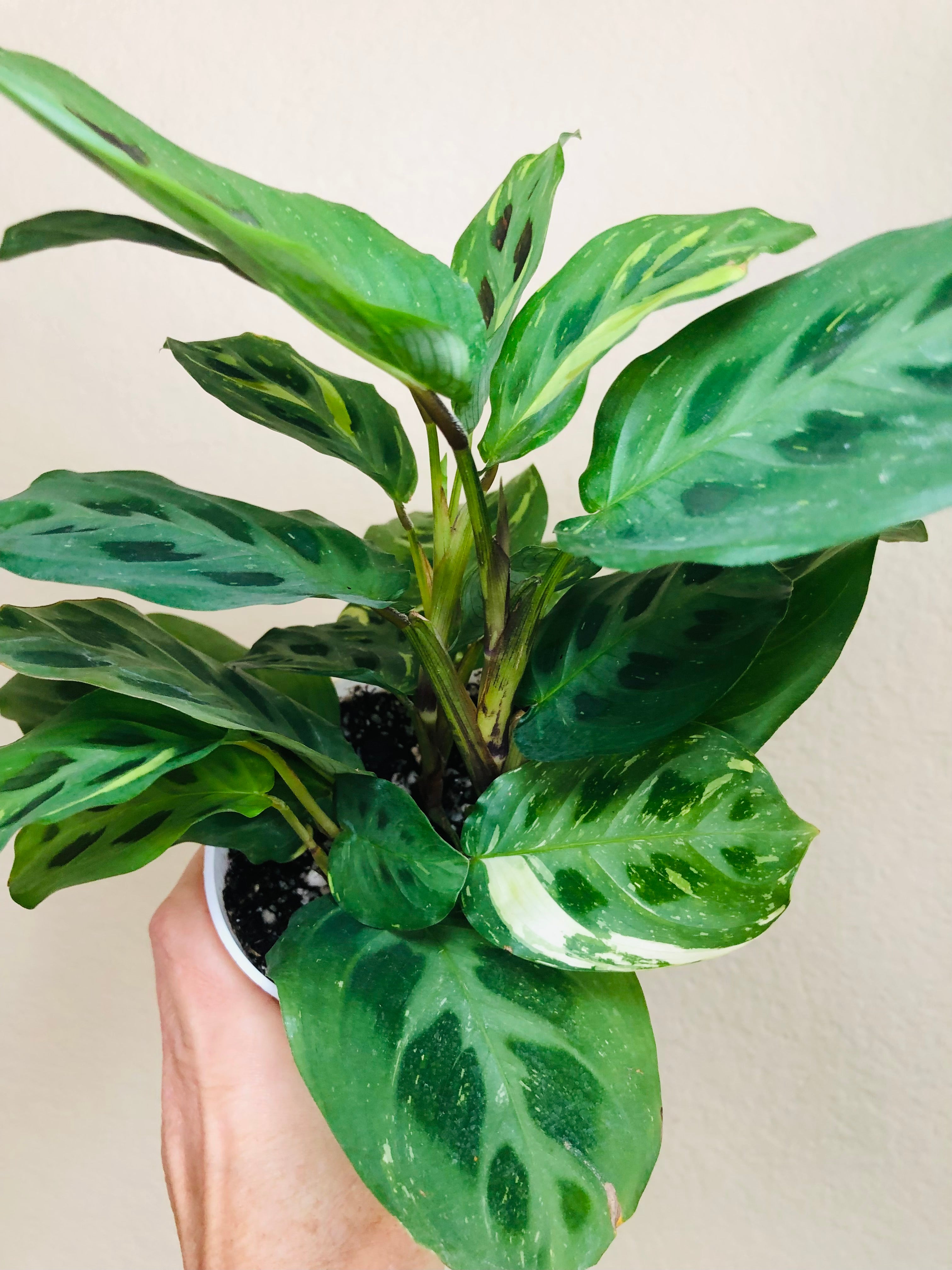 Maranta Leuconeura Kerchoveana | Rabbits Foot | Variegated