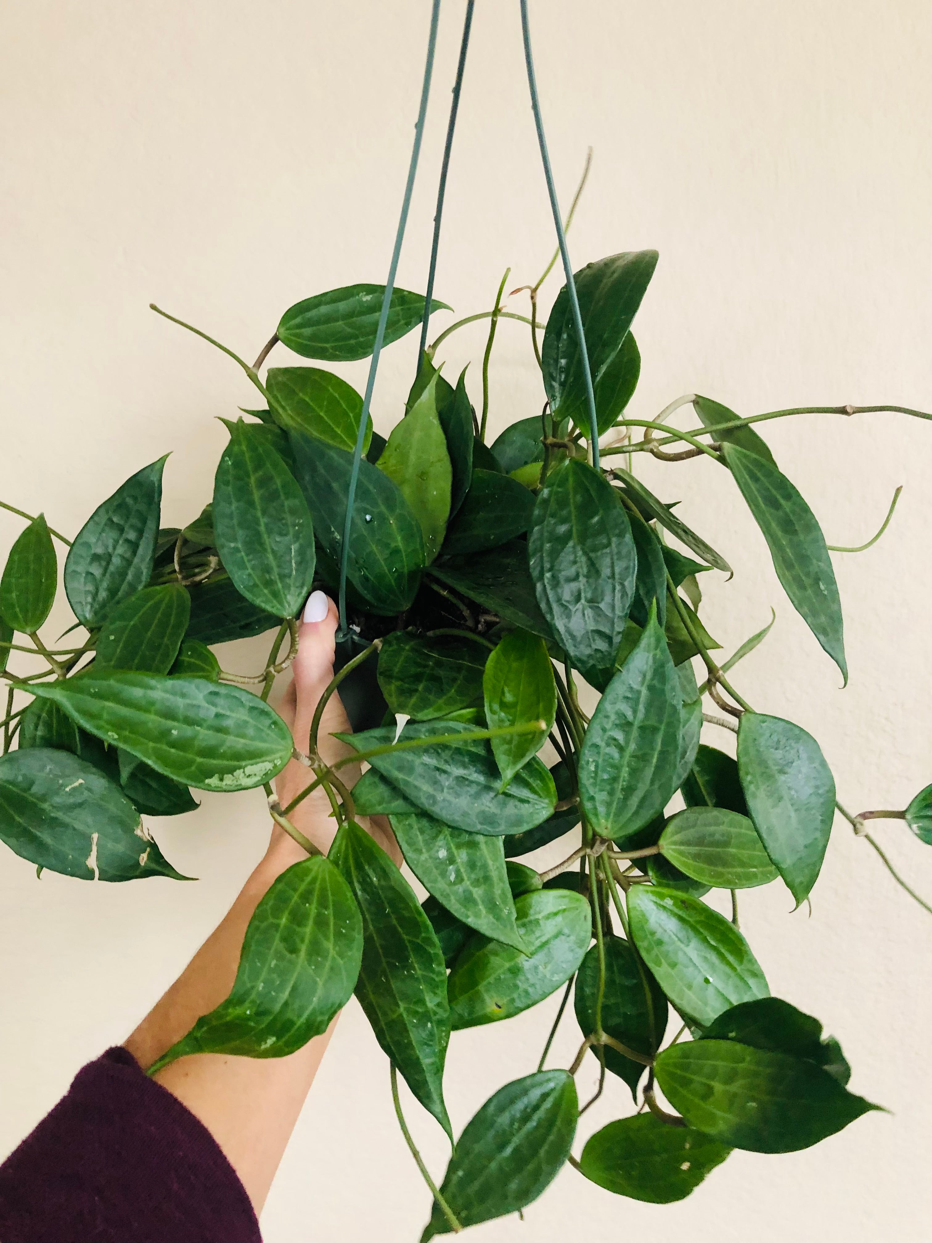Hoya 'Macrophylla'