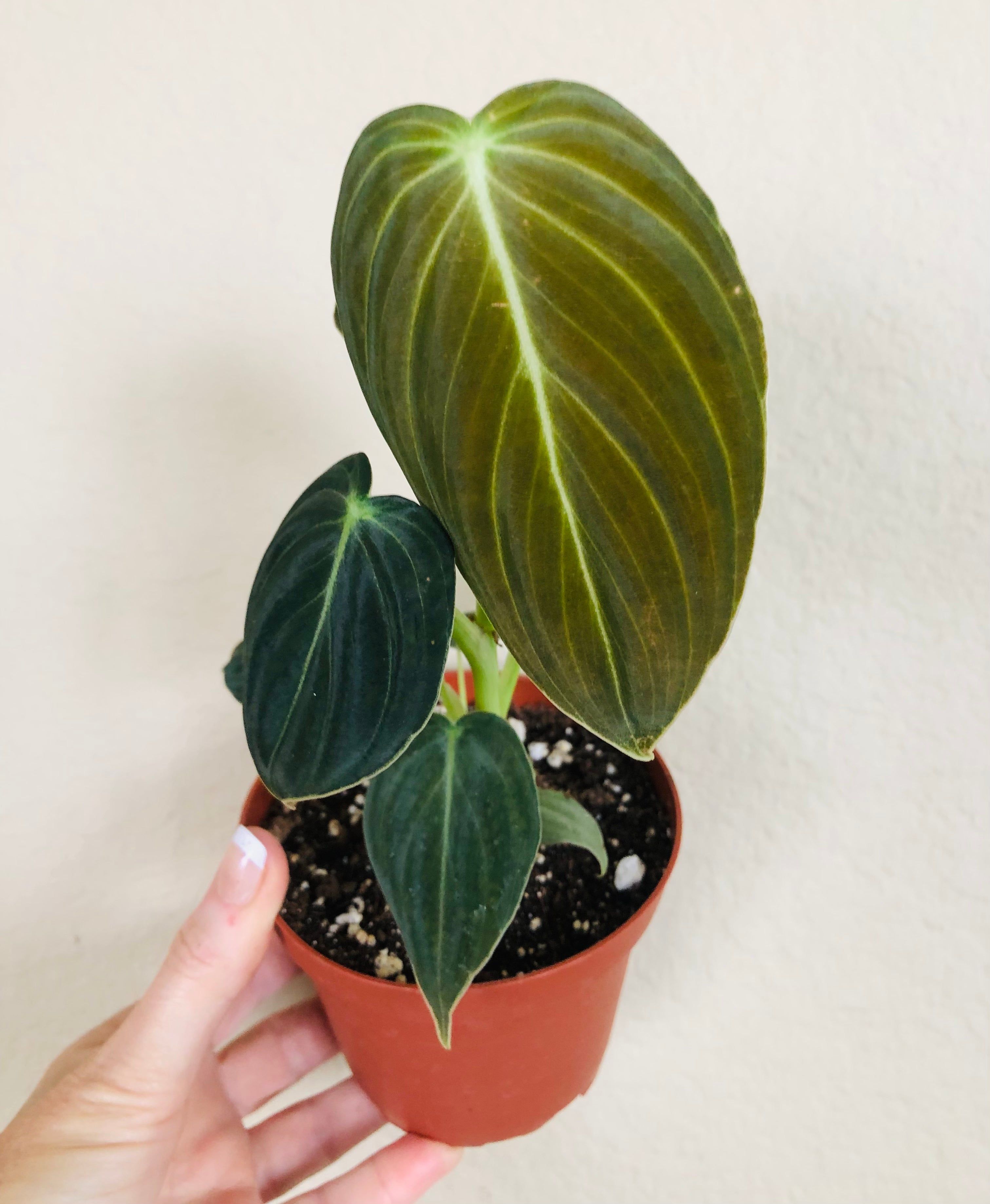 Philodendron Melanochrysum