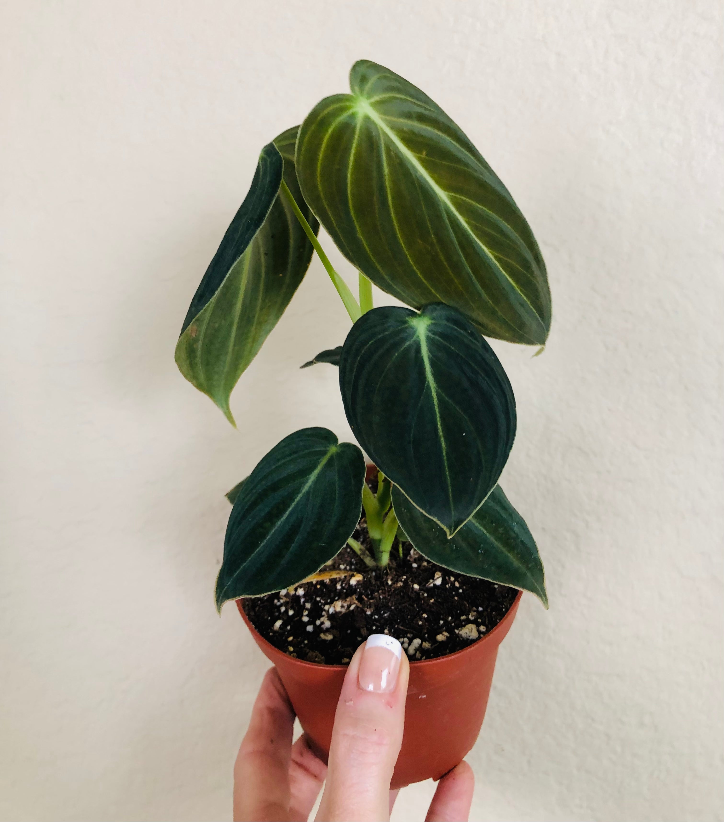 Philodendron Melanochrysum