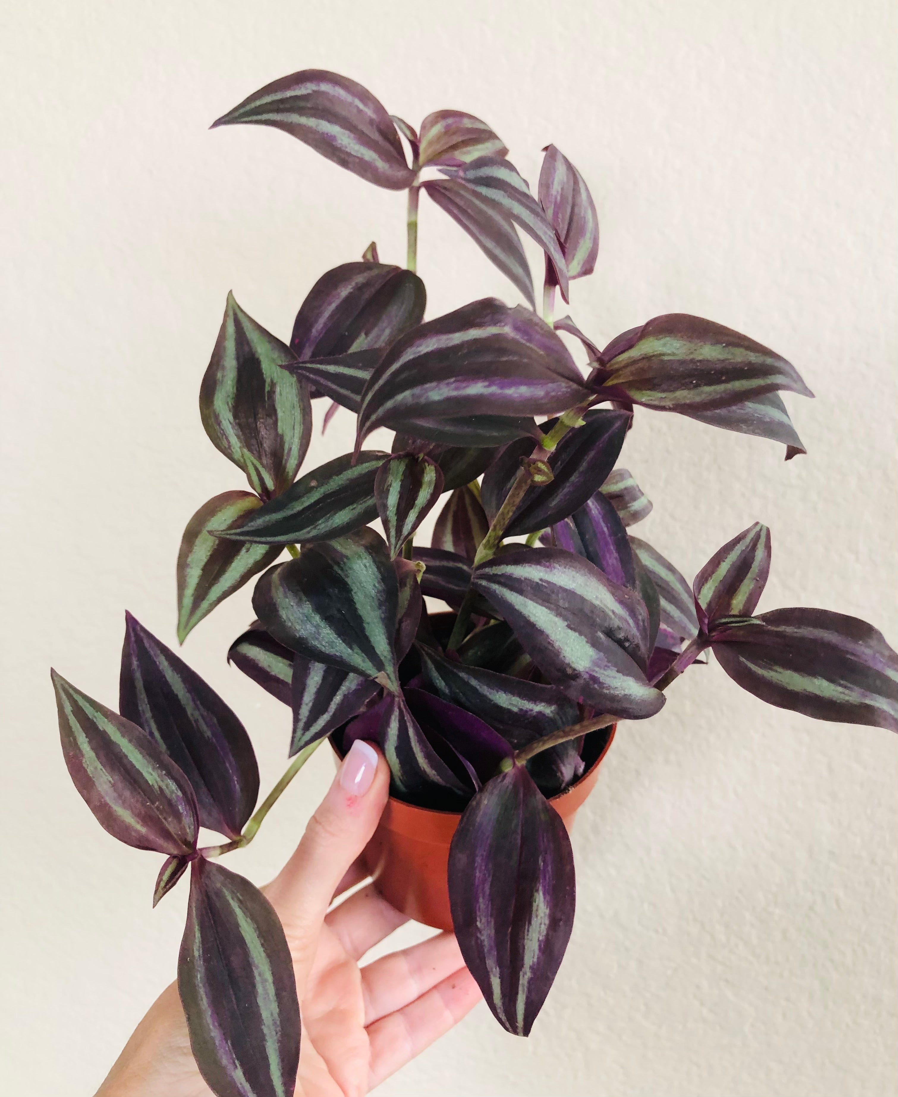 Tradescantia 'Red Gem'