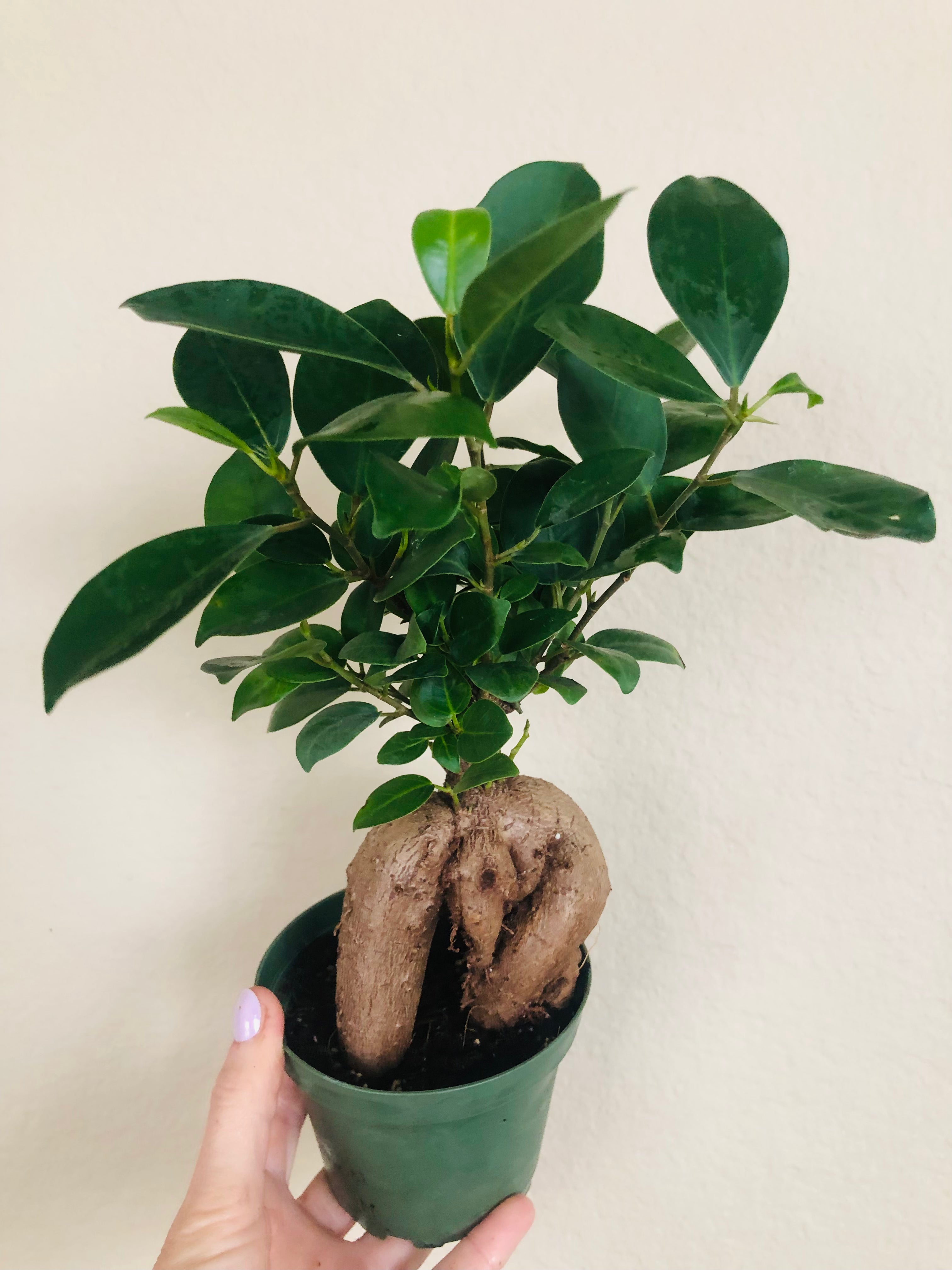 Ficus Microcarpa Ginseng