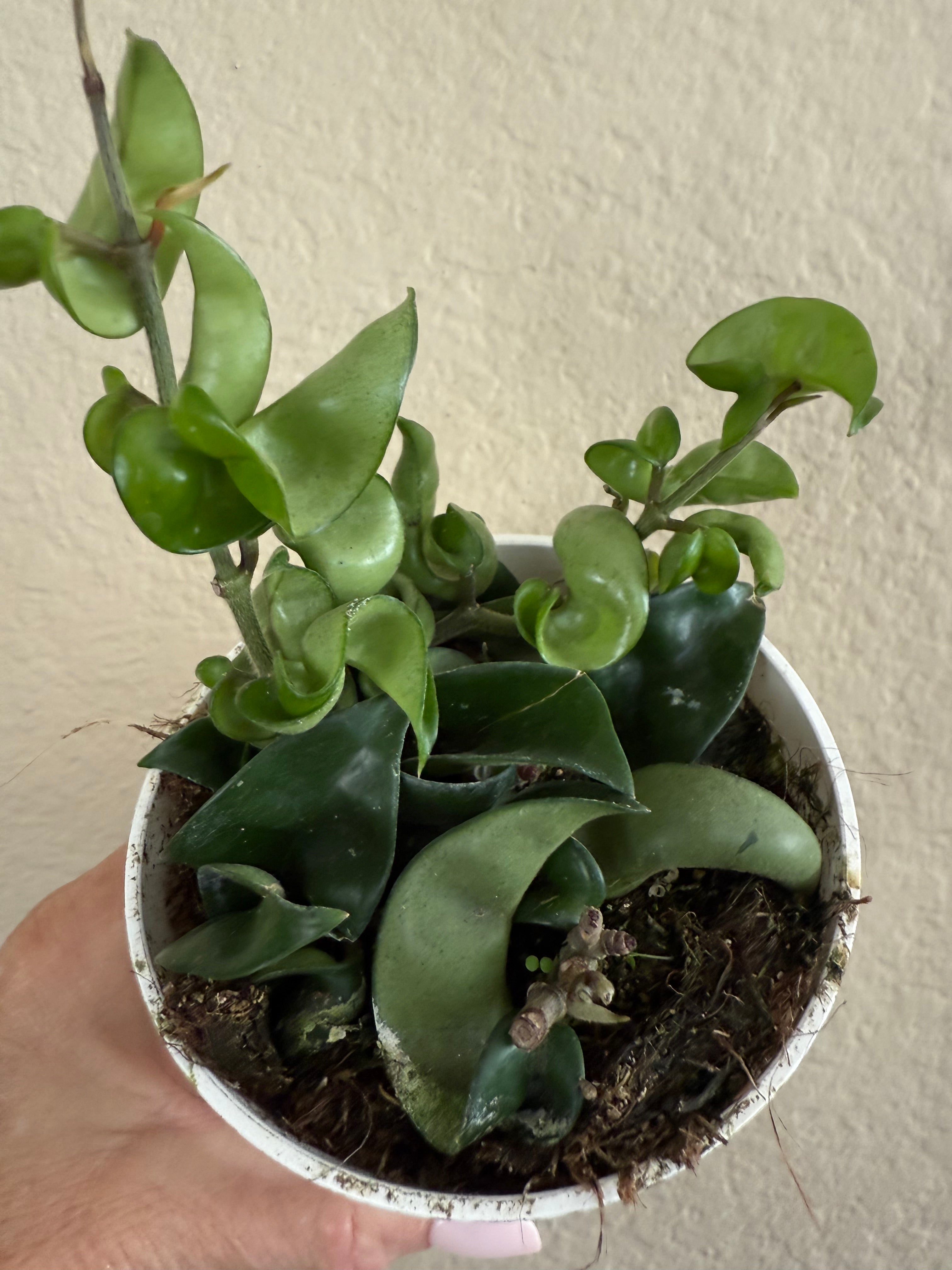 Hoya Carnosa 'Compacta' Hindu Rope
