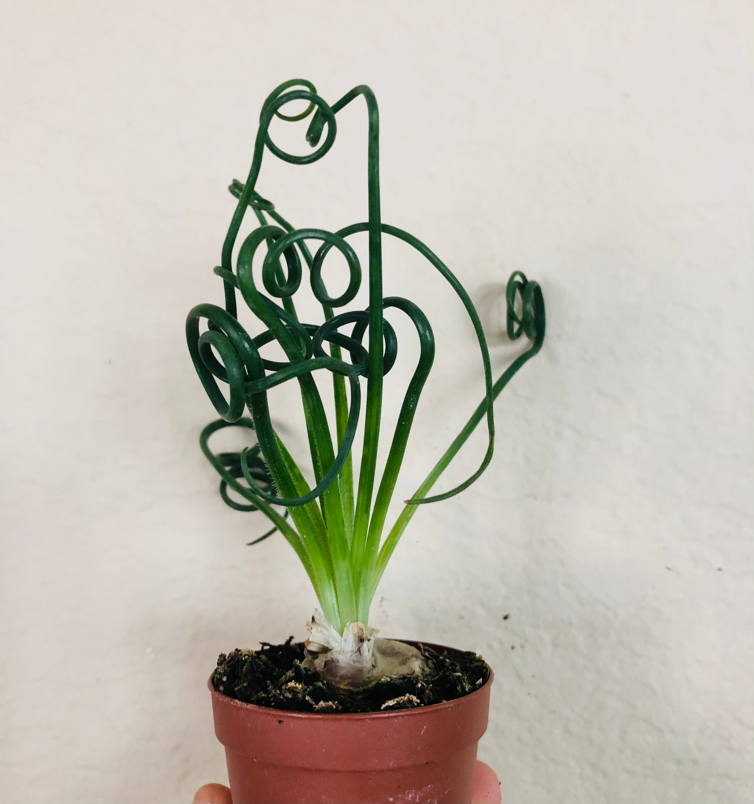 Albuca 'Frizzle Sizzle'