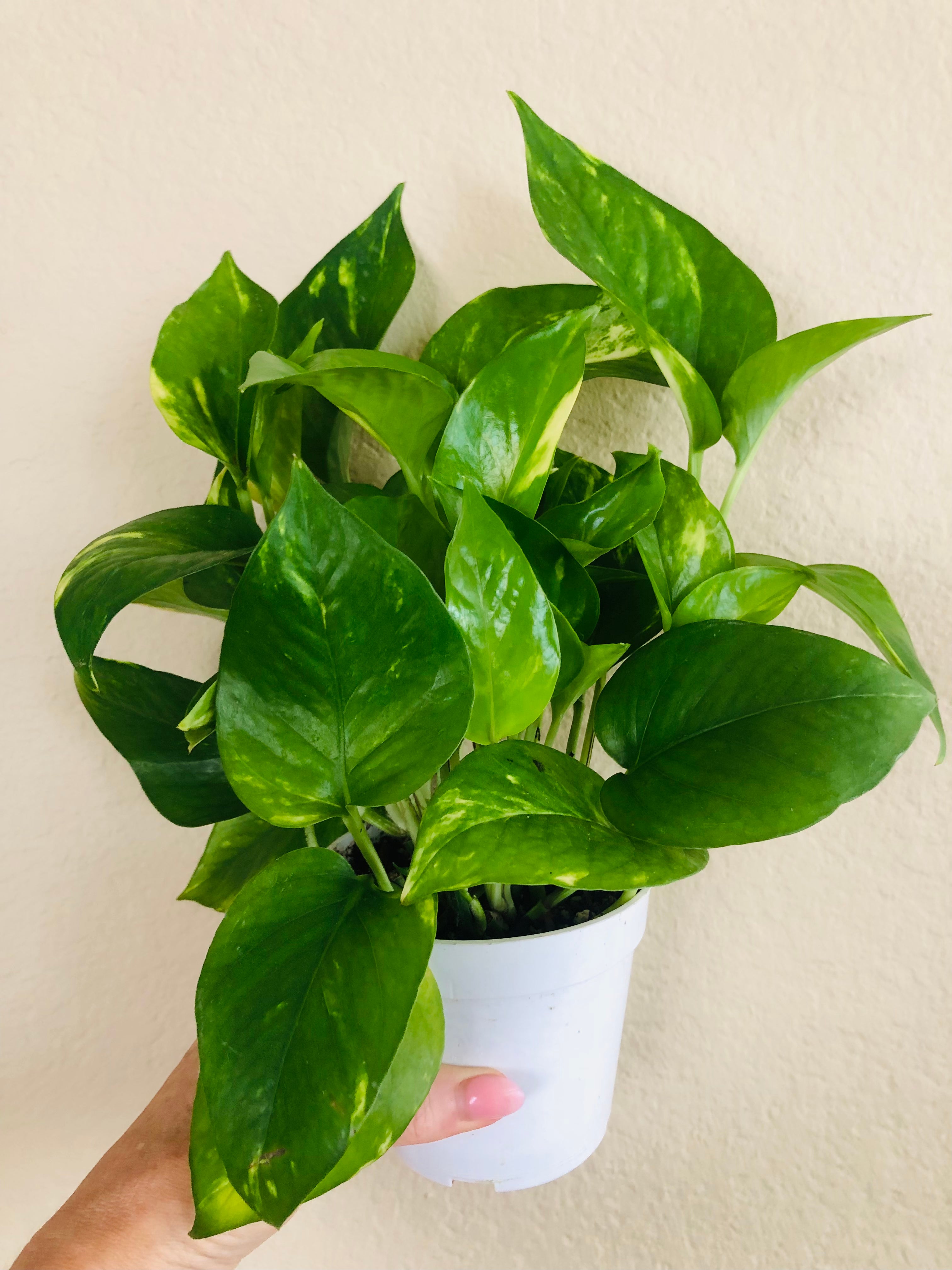 Pothos 'Golden'