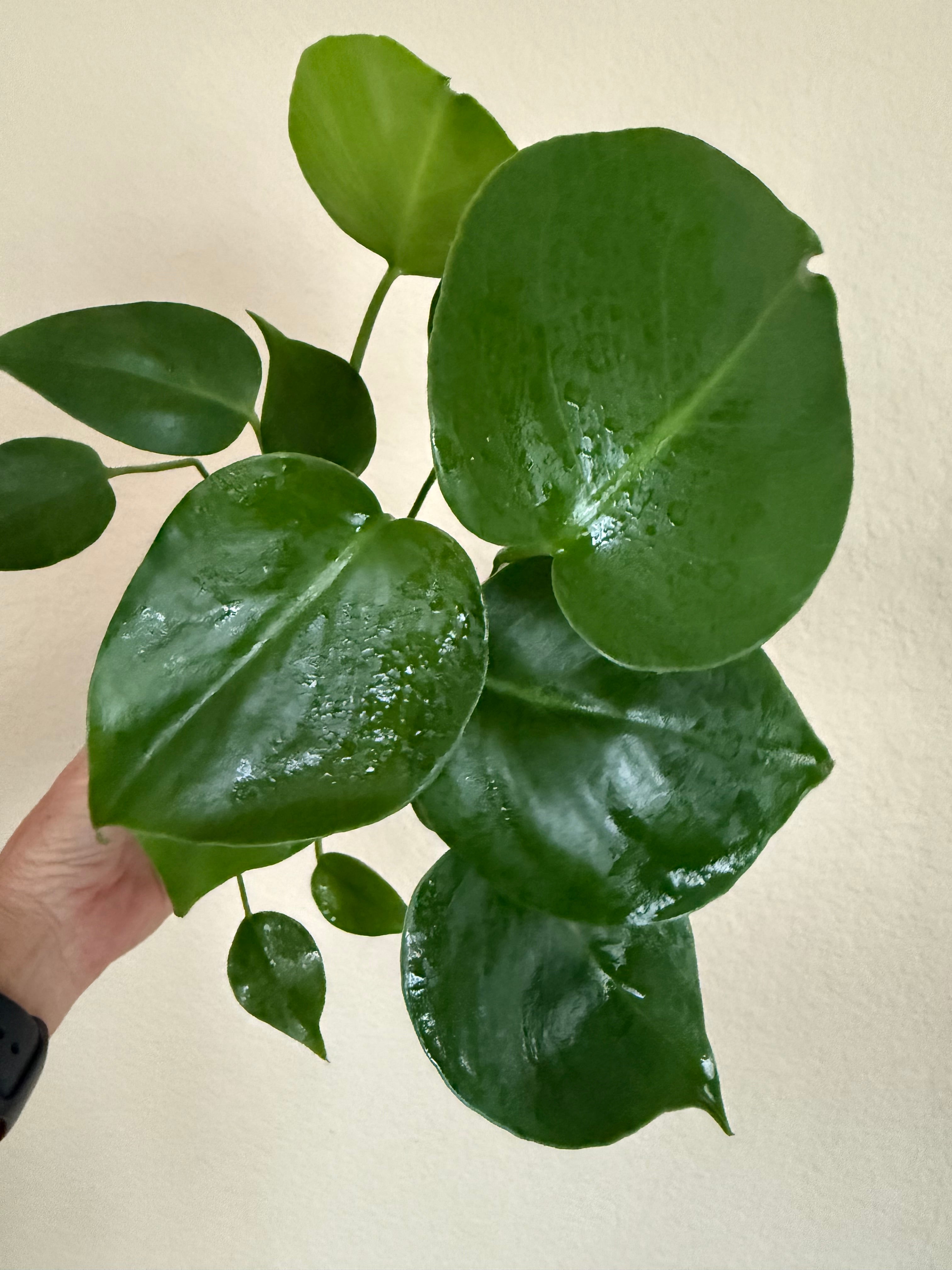 Monstera Deliciosa