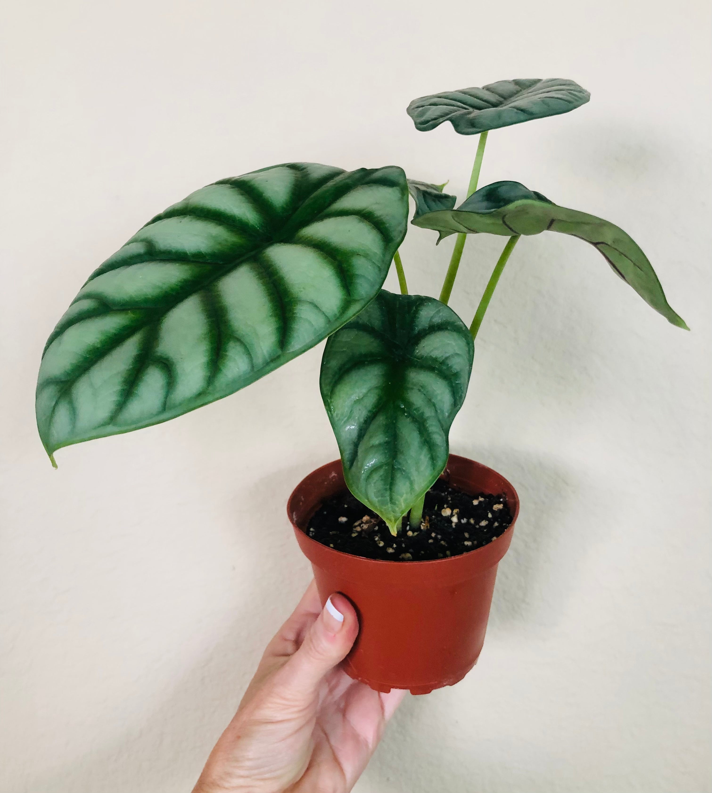 Alocasia Baginda 'Silver Dragon'