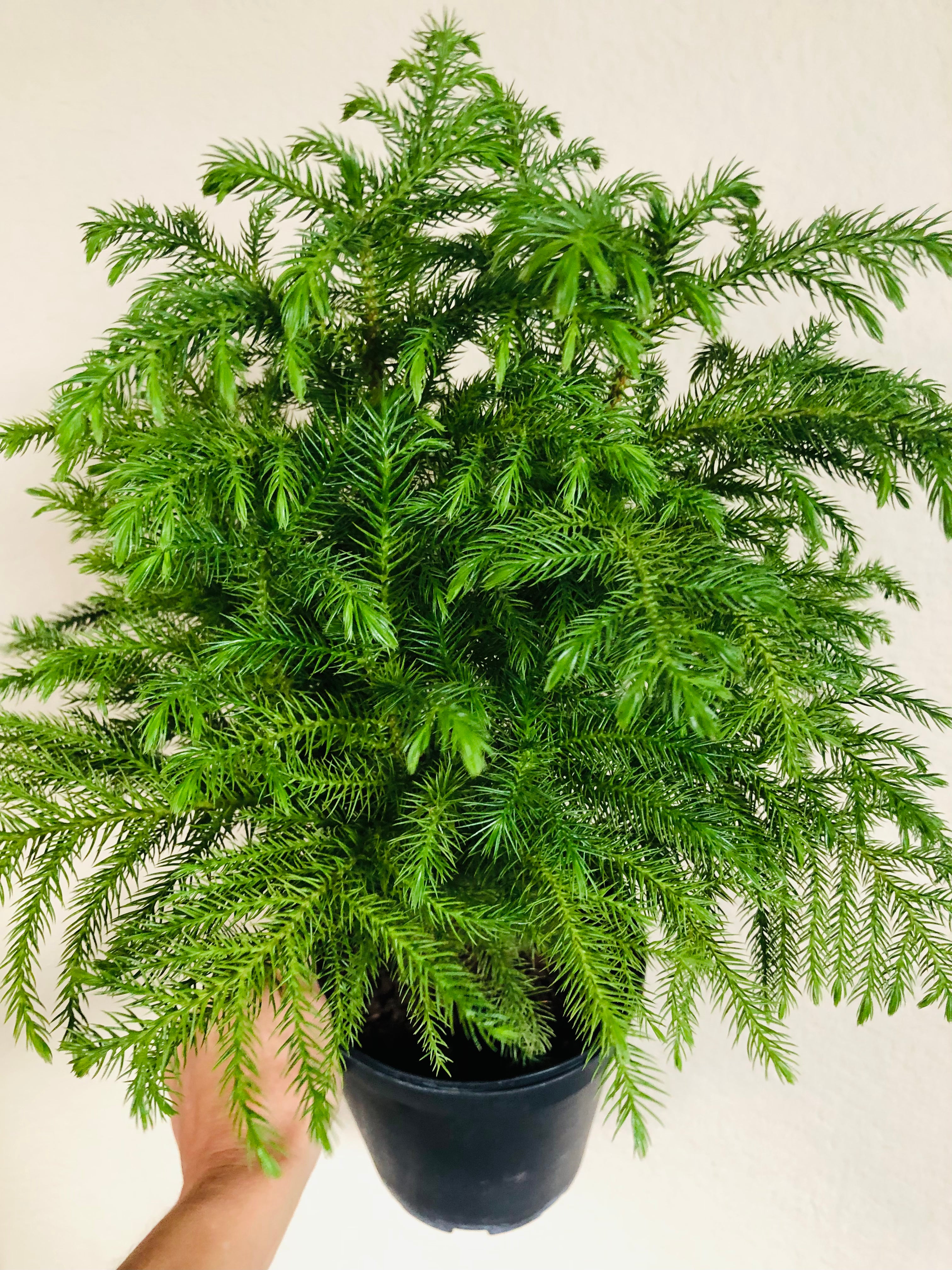 Norfolk Pine
