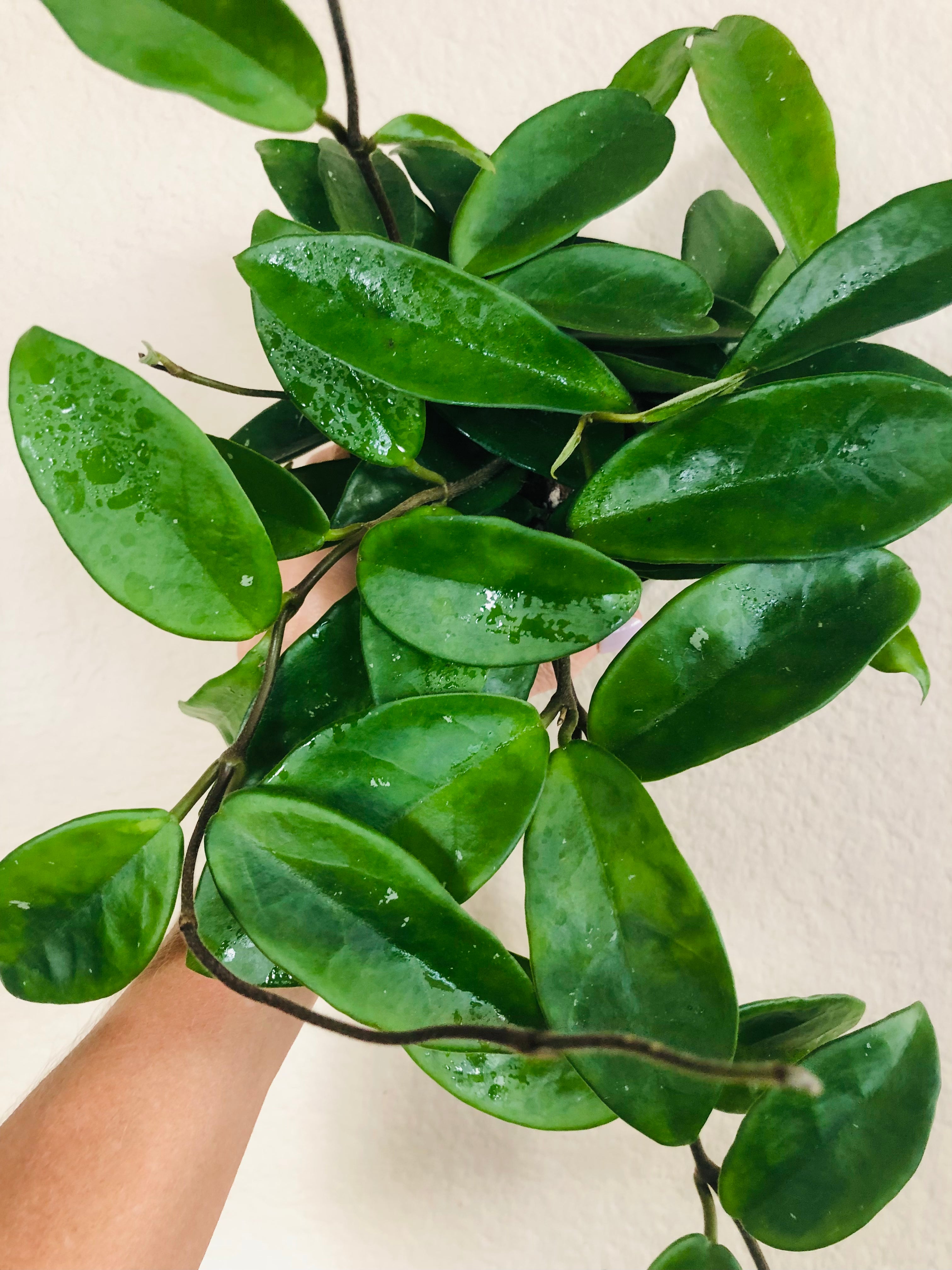 Hoya Carnosa