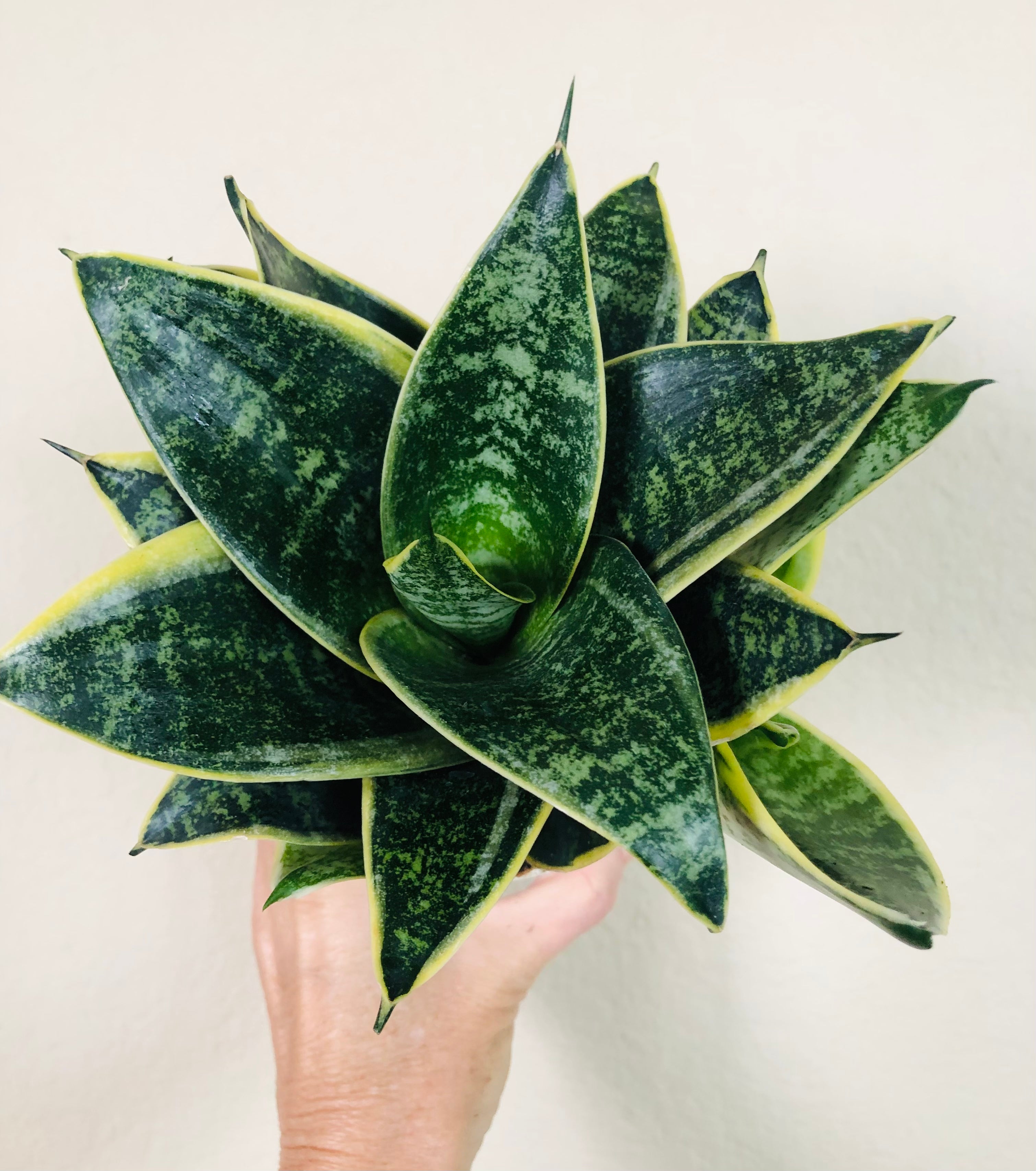 Sansevieria Hahnii 'Ocean Star'