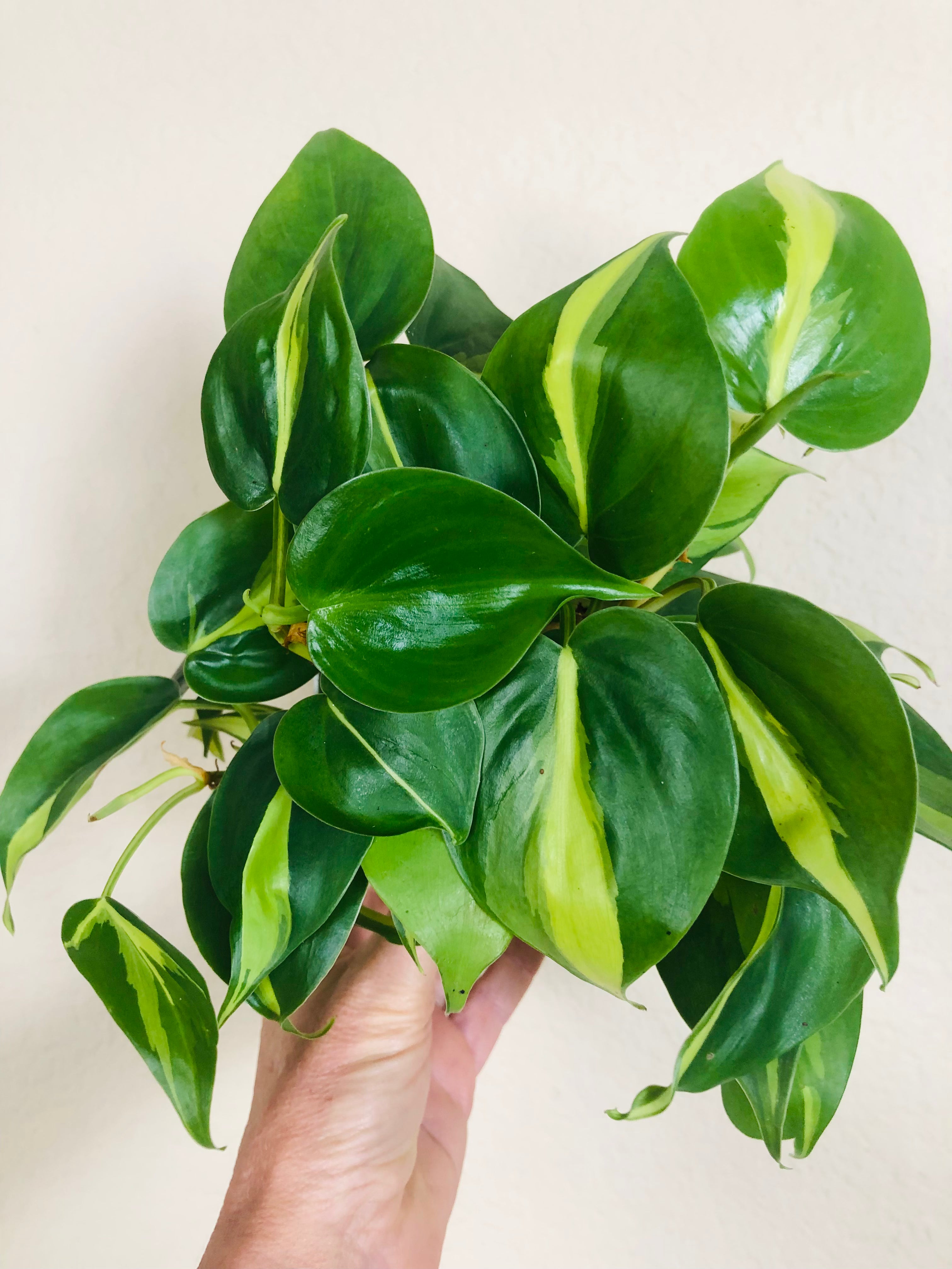 Philodendron 'Brasil'