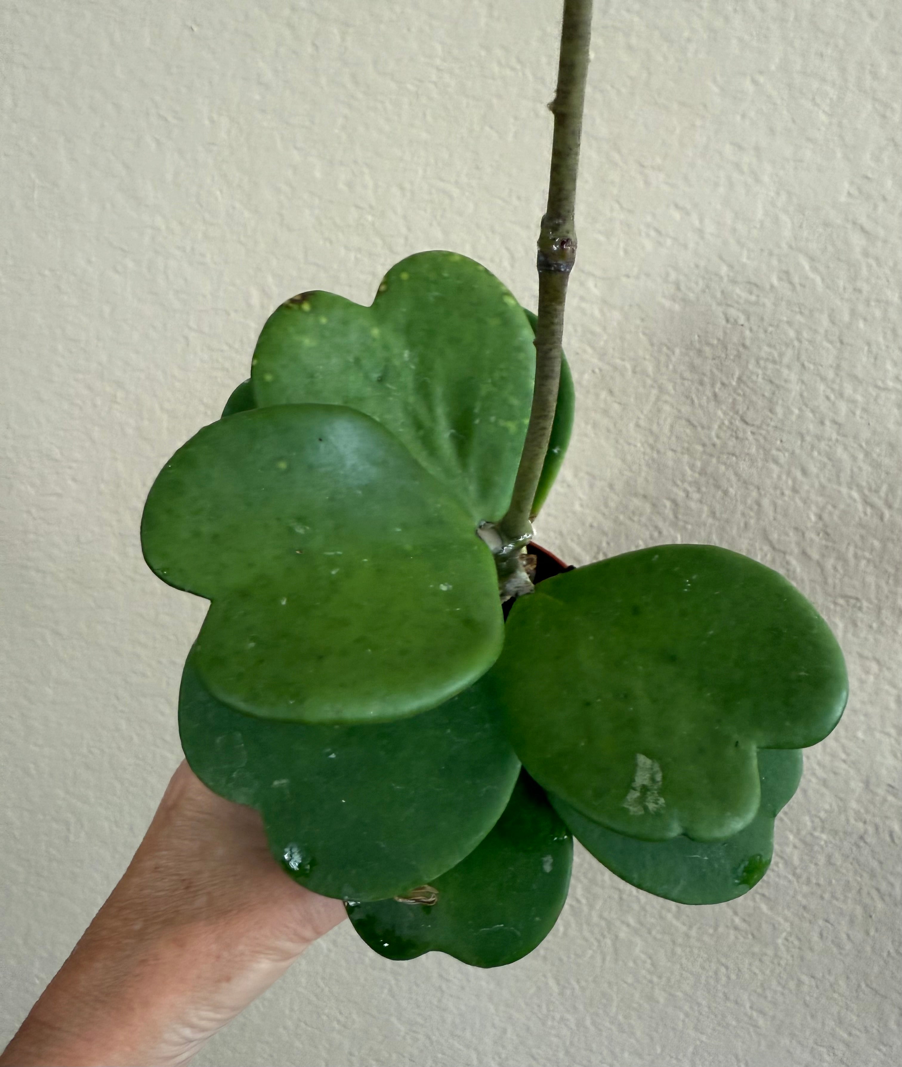 Hoya Kerrii Vine