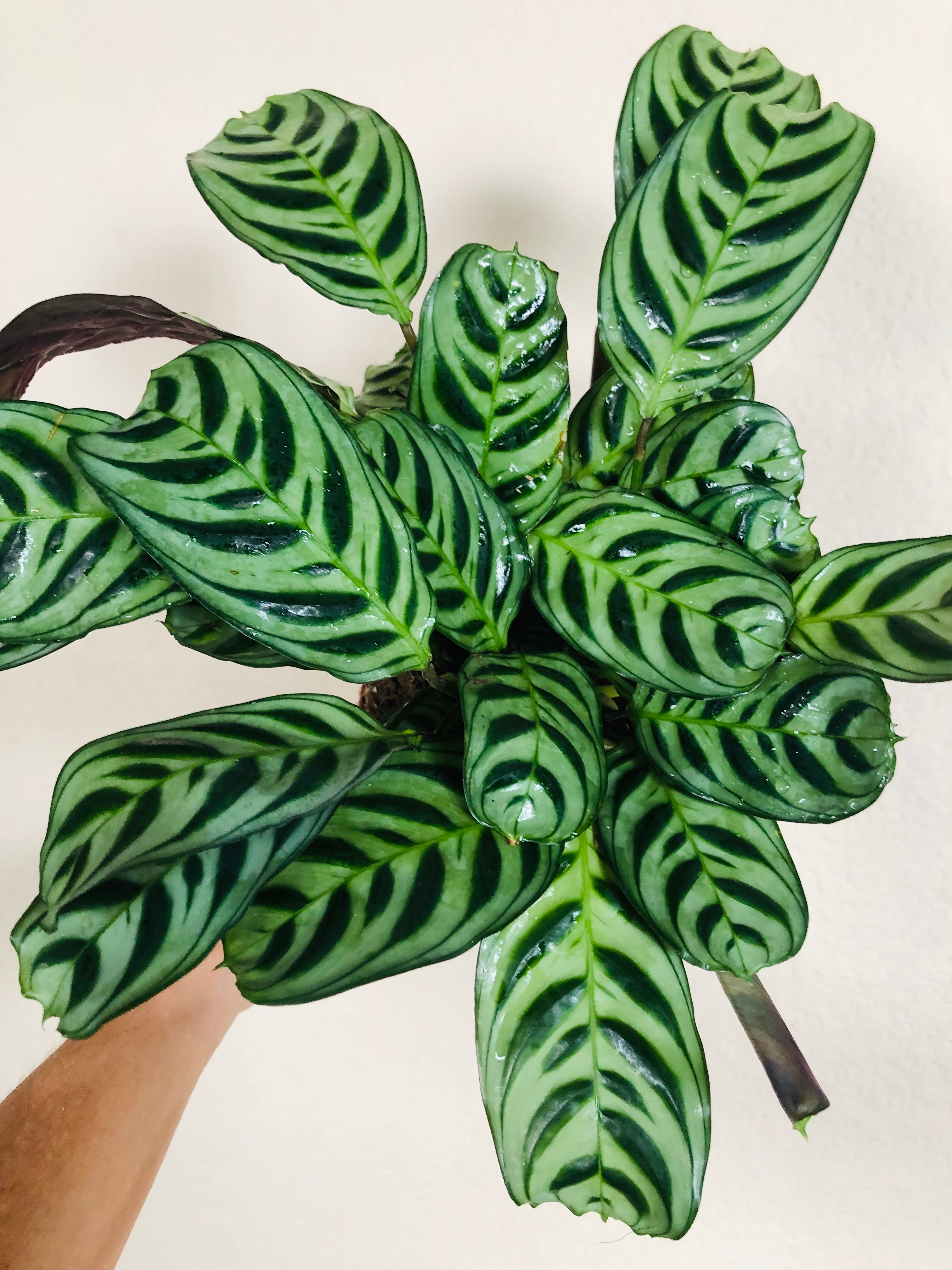 Calathea 'Burle Marxii'