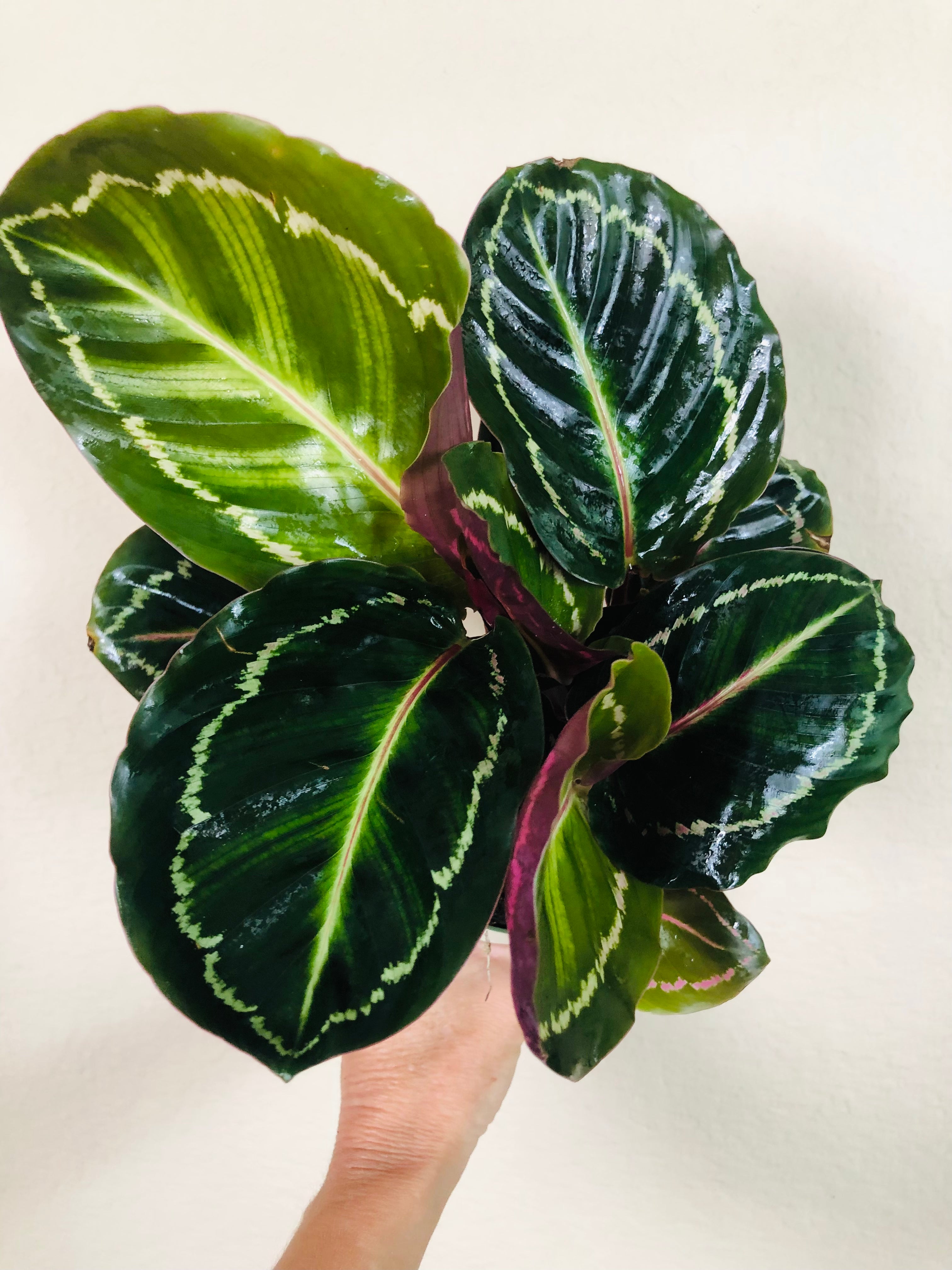 Calathea Roseopicta 'Medallion'