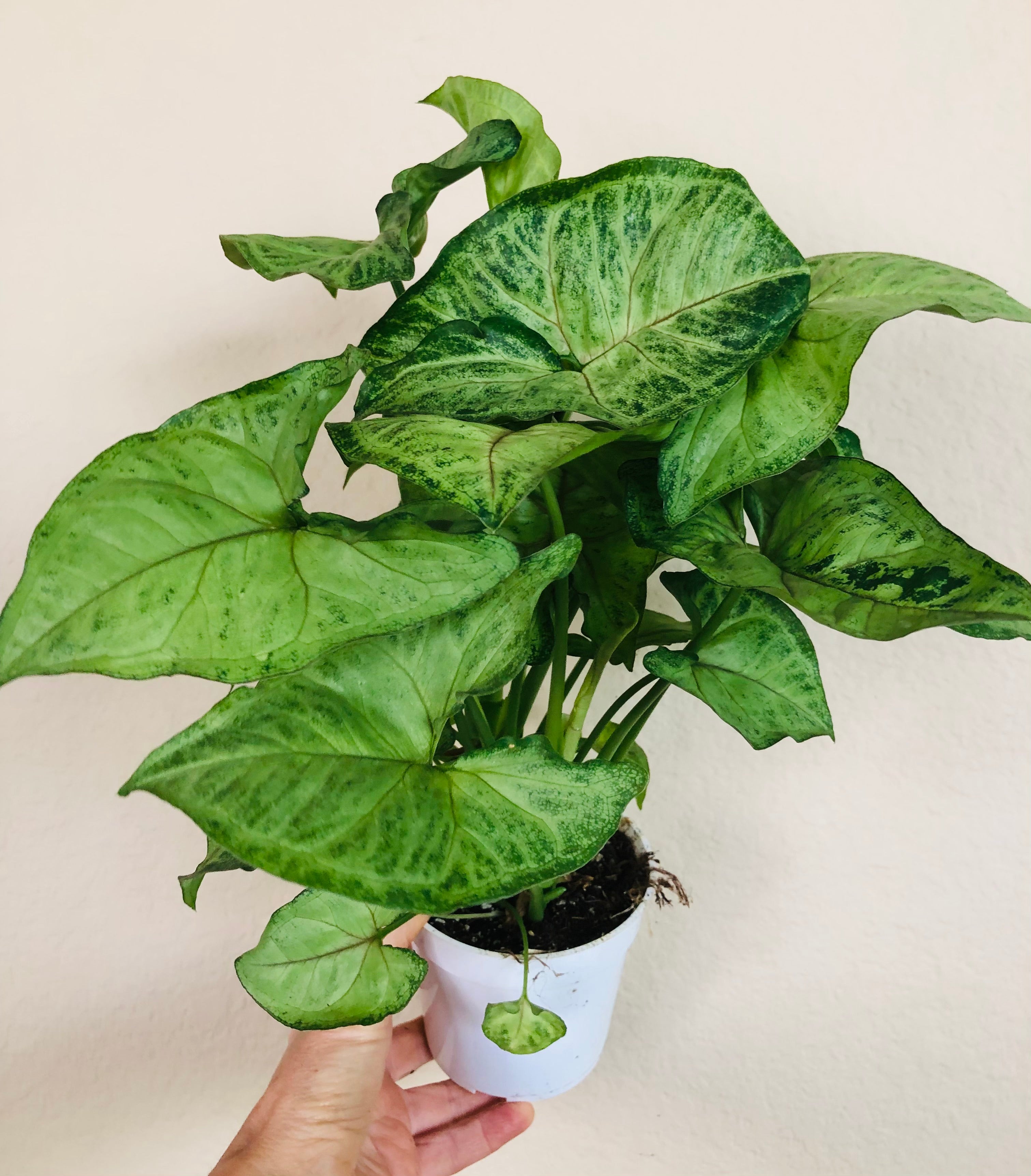 Syngonium 'Bob Allusion'