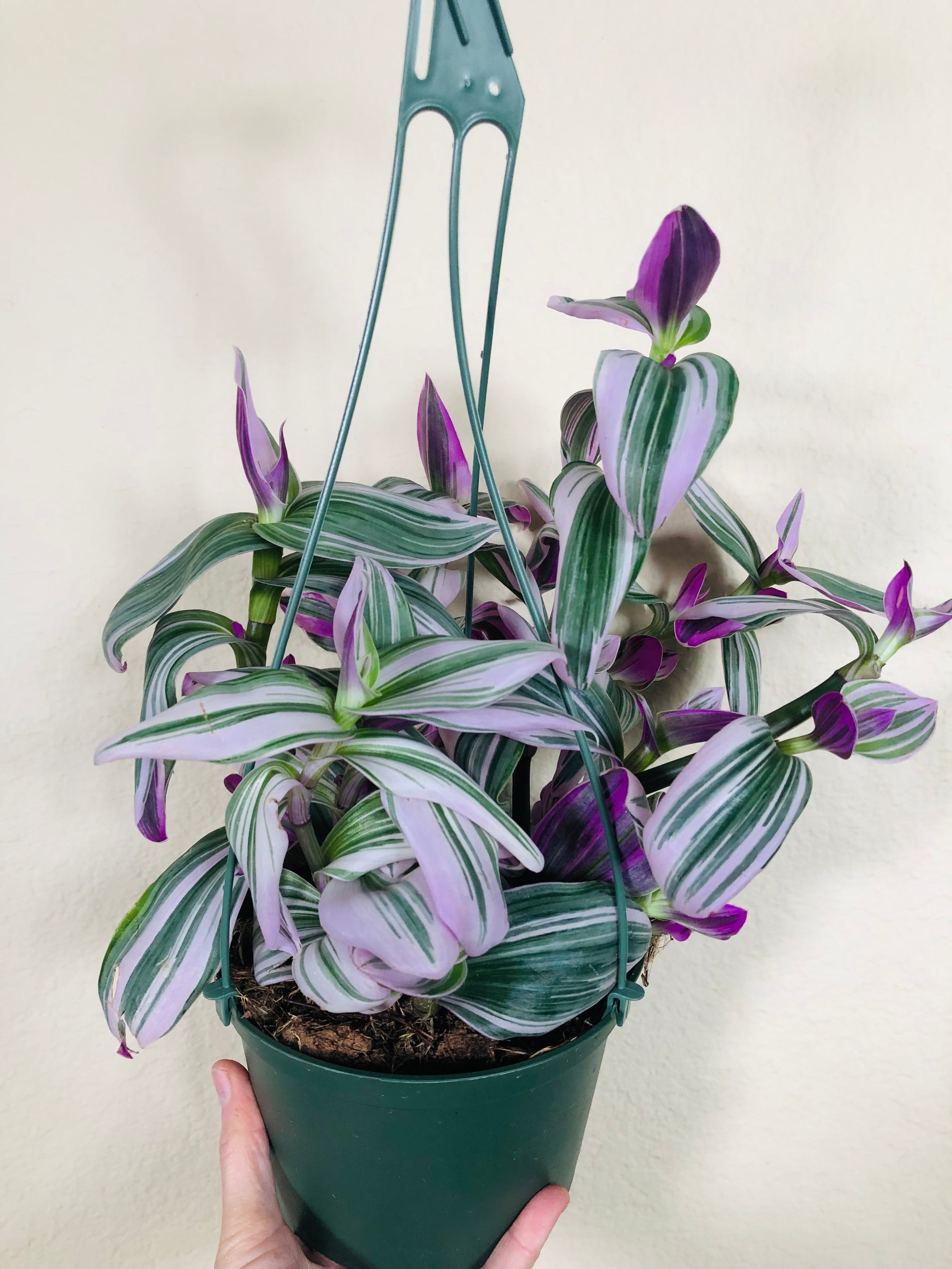 Tradescantia Nanouk