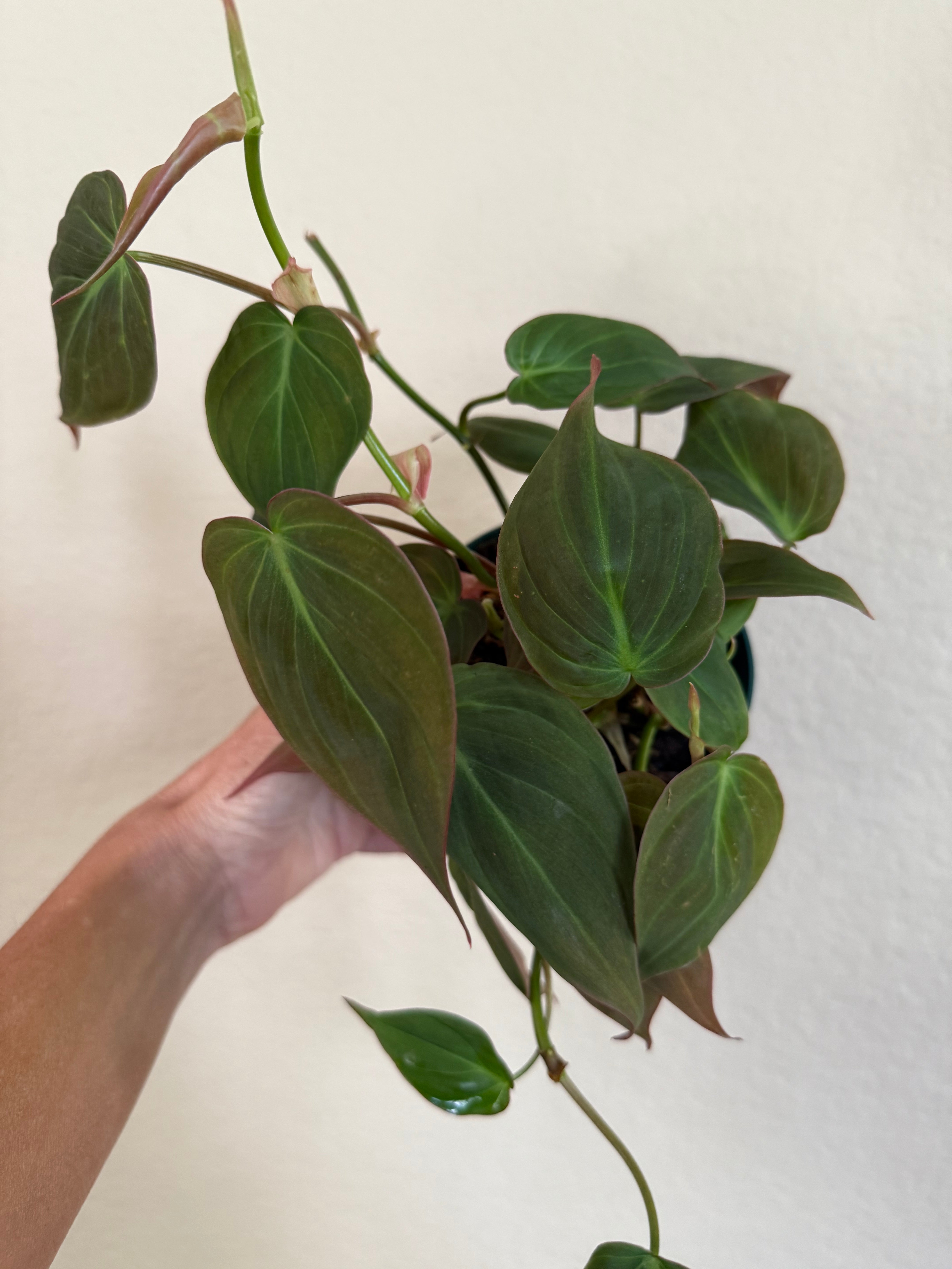 Philodendron 'Micans'