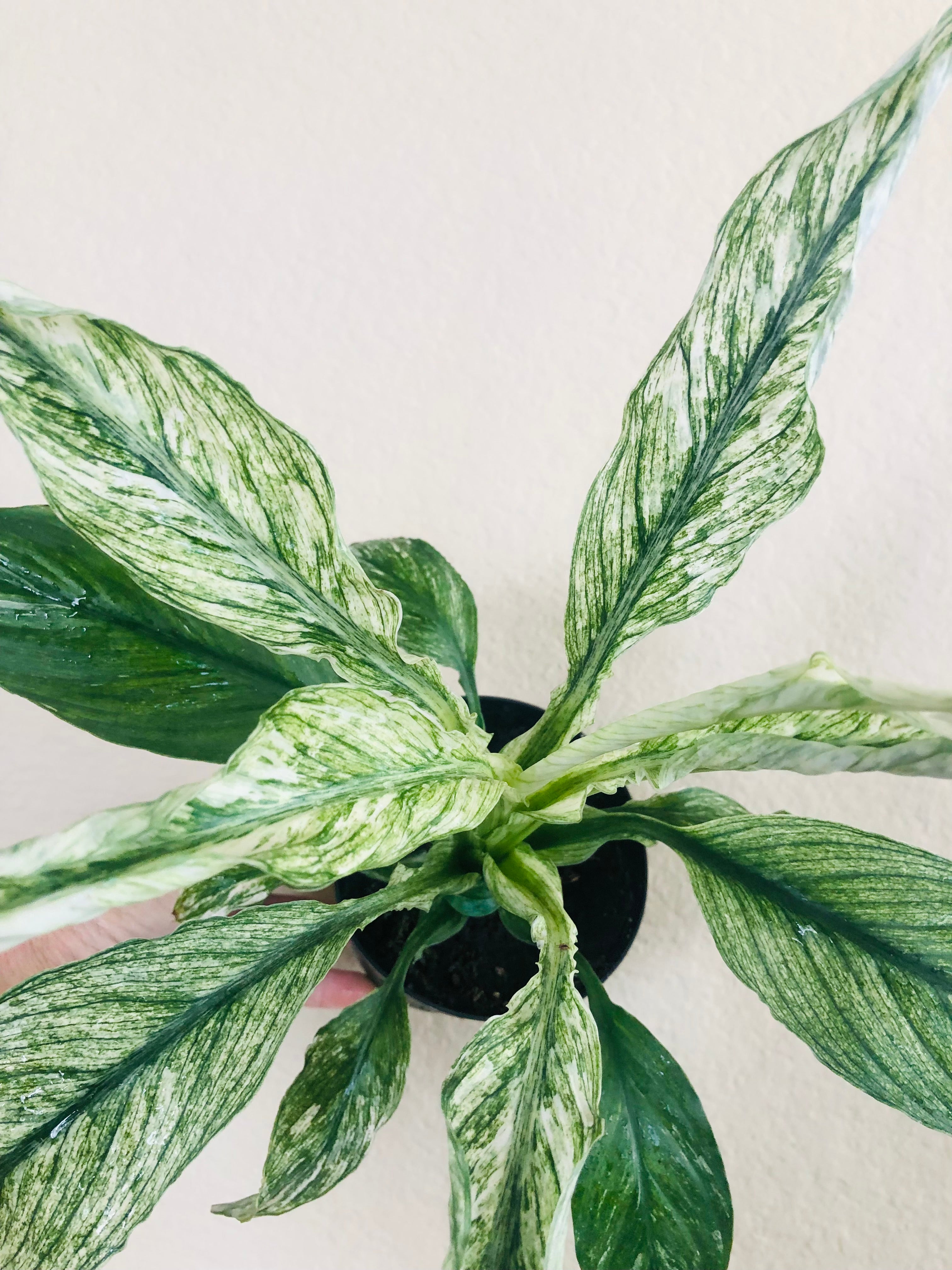 Spathiphyllum ‘Variegated’ | Peace Lily