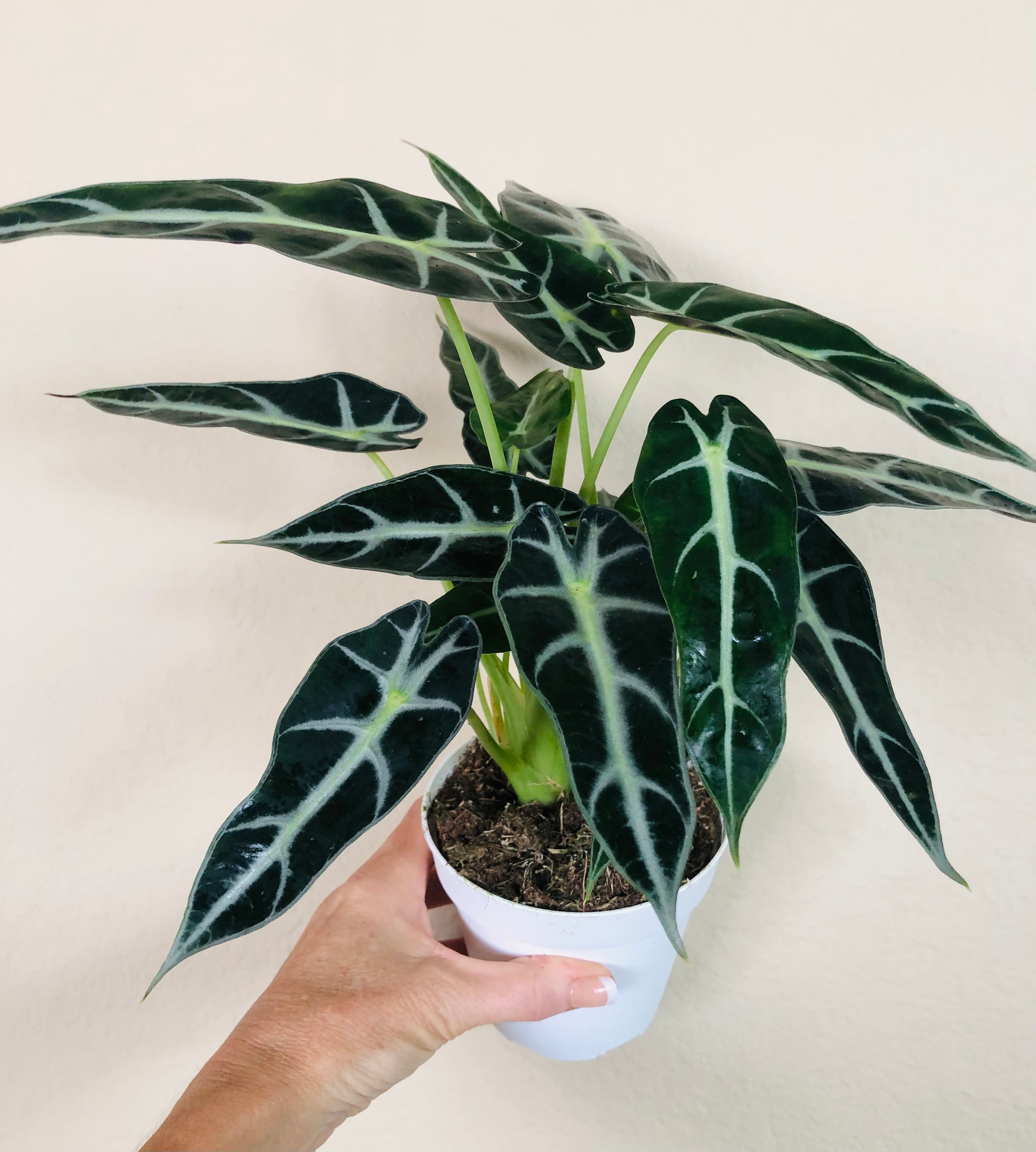 Alocasia Amazonica 'Bambino'