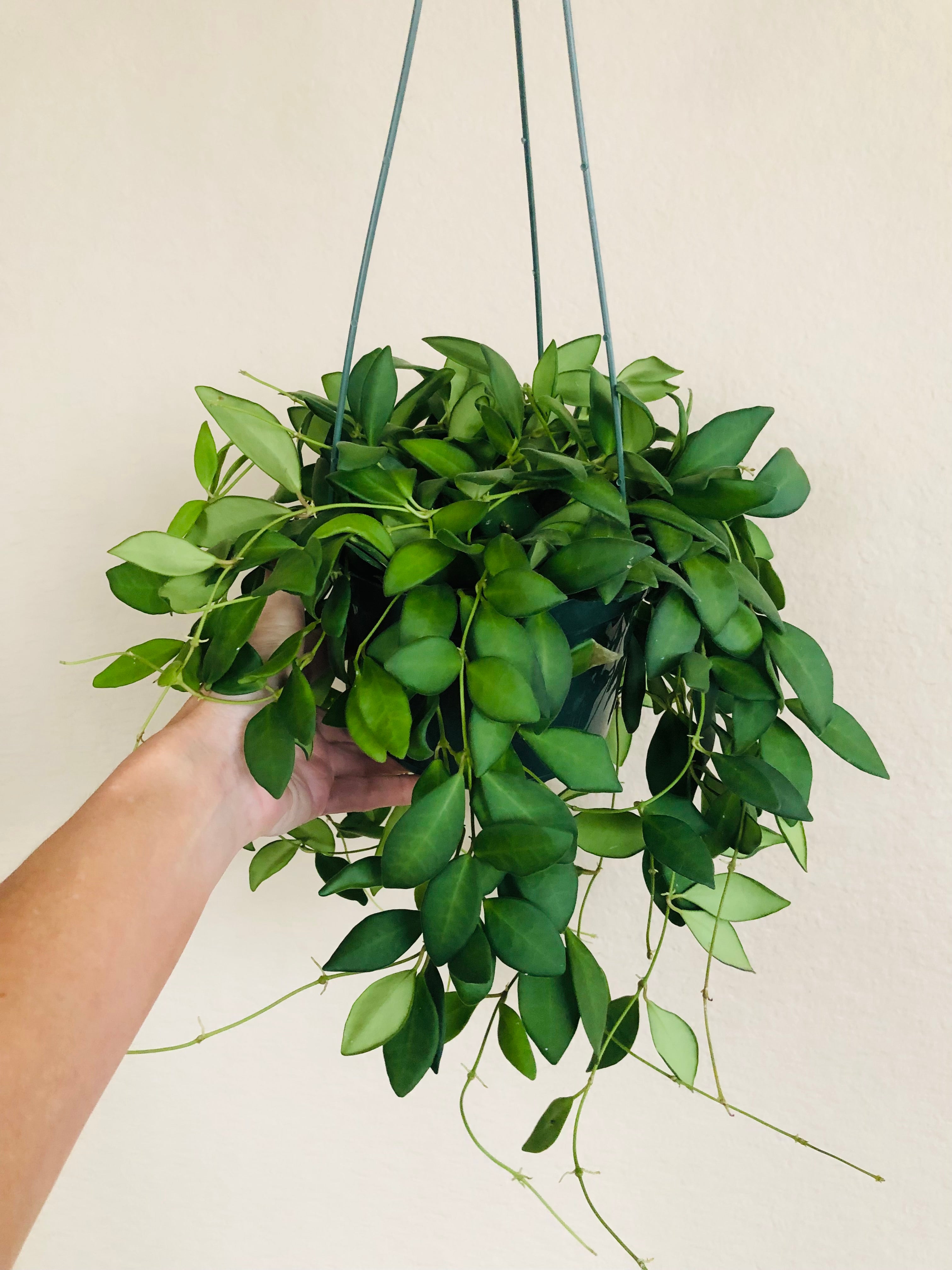 Hoya Burtoniae