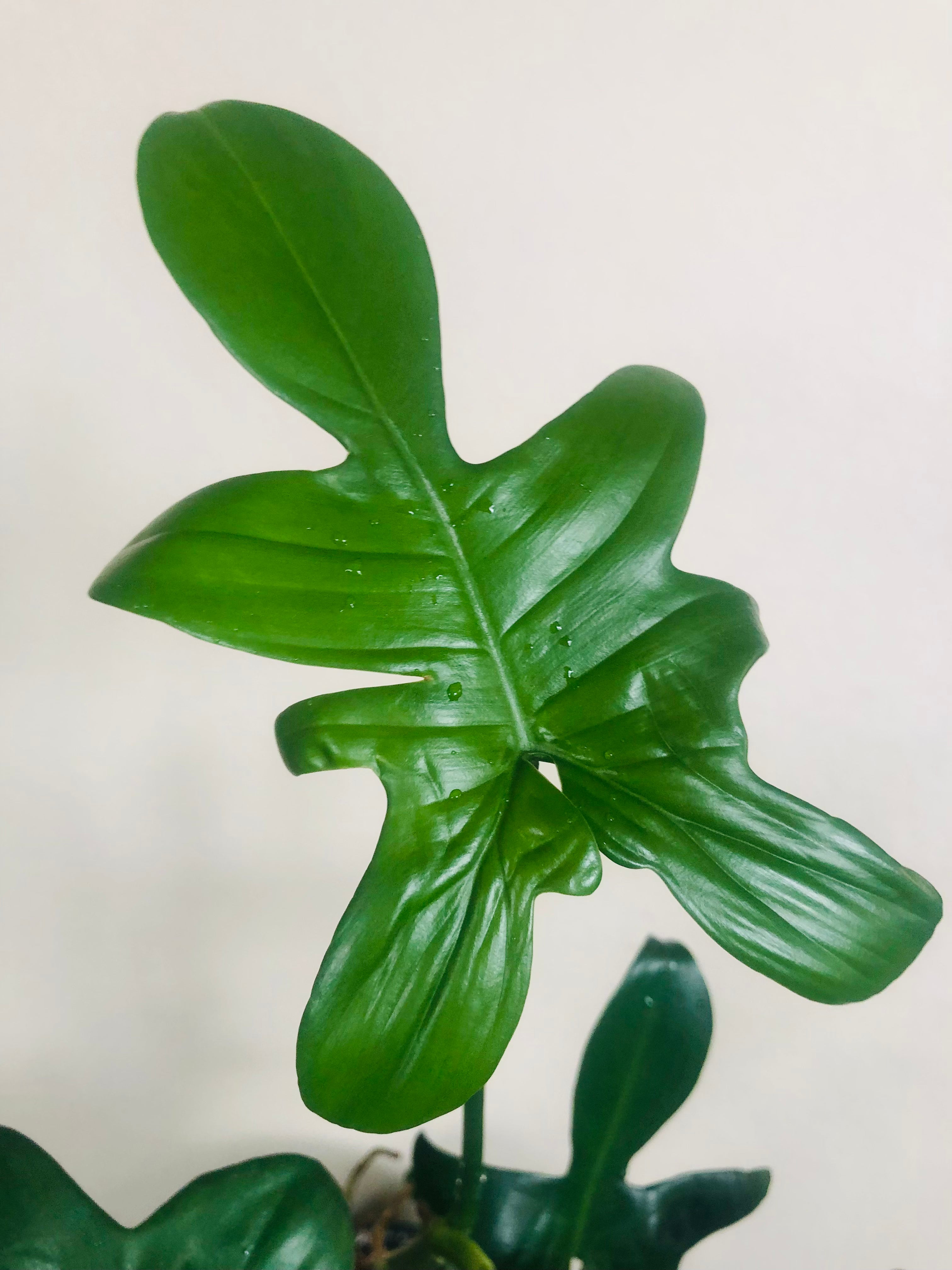 Philodendron Pedatum