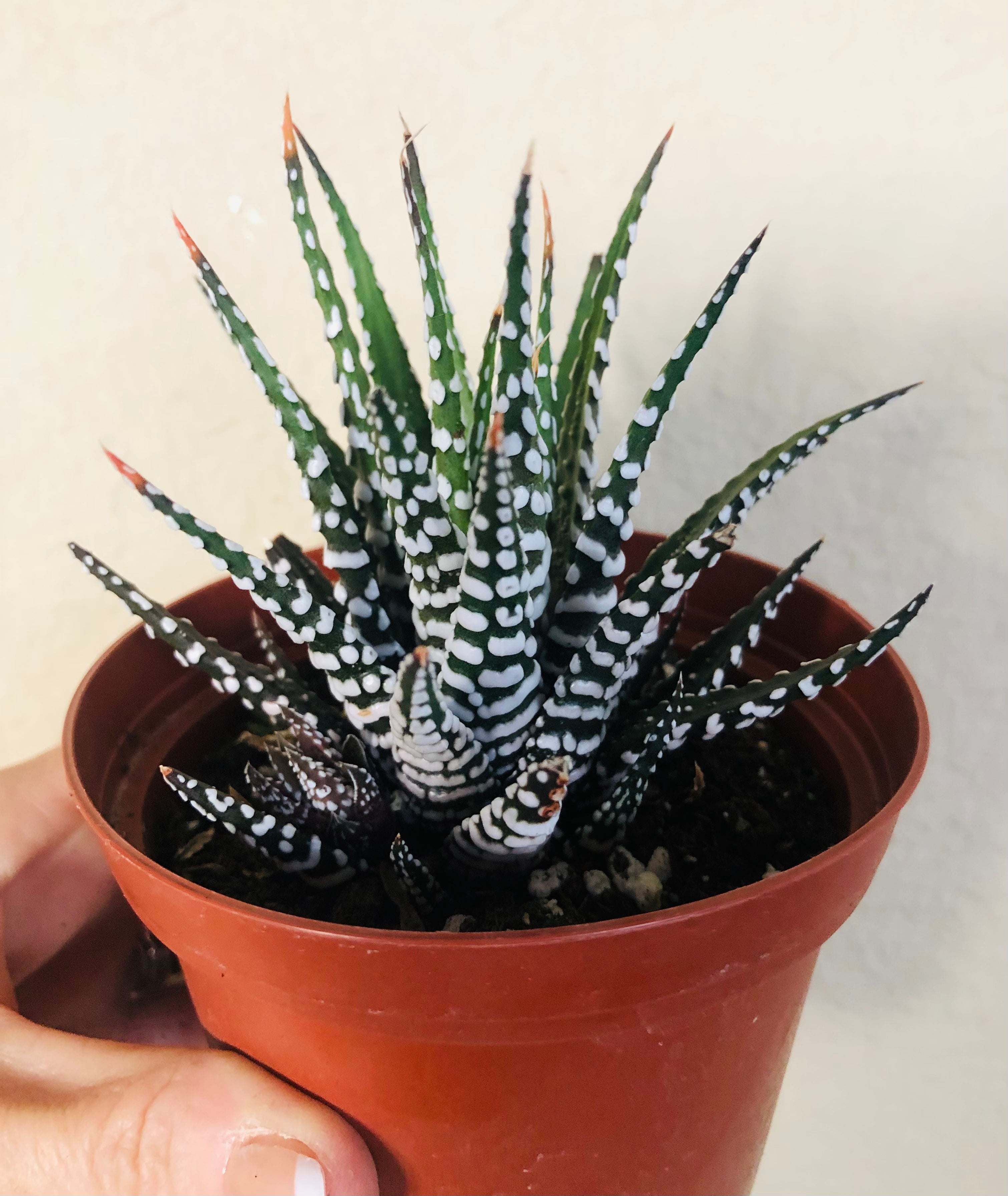Haworthia 'Zebra'