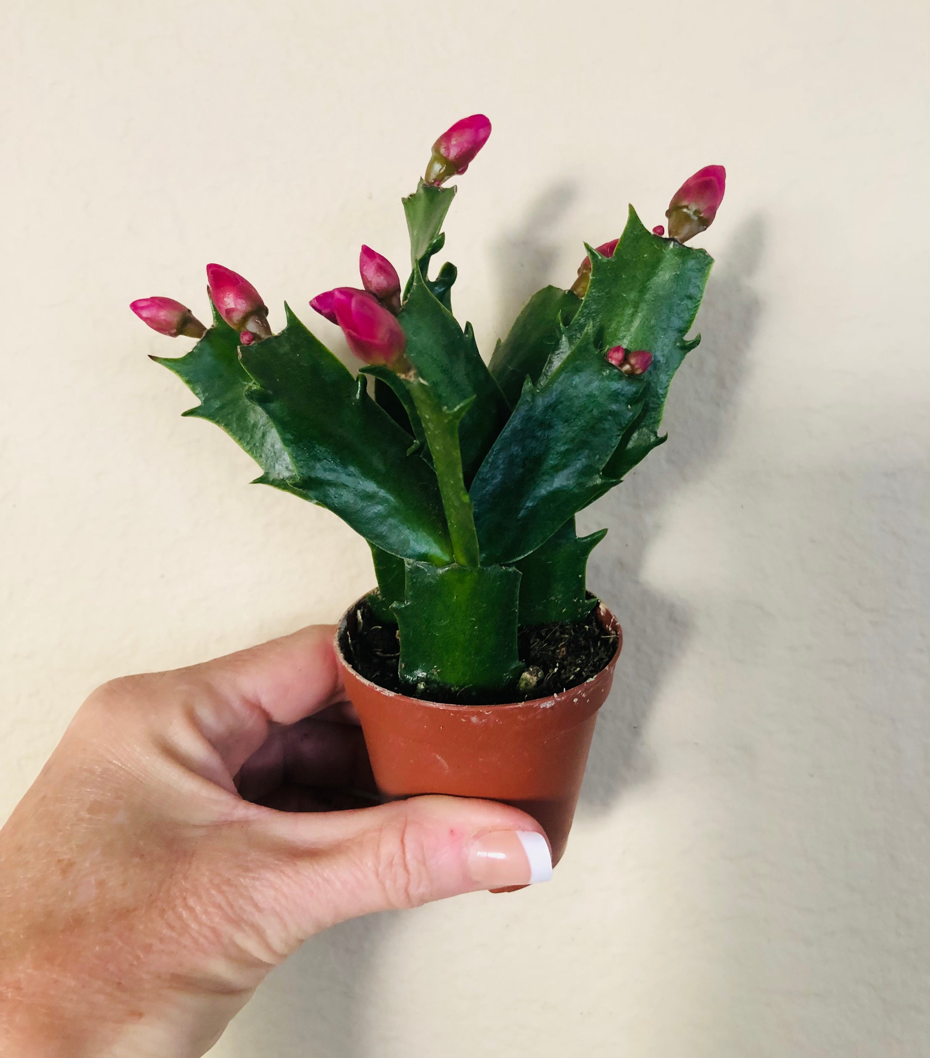Holiday Cactus