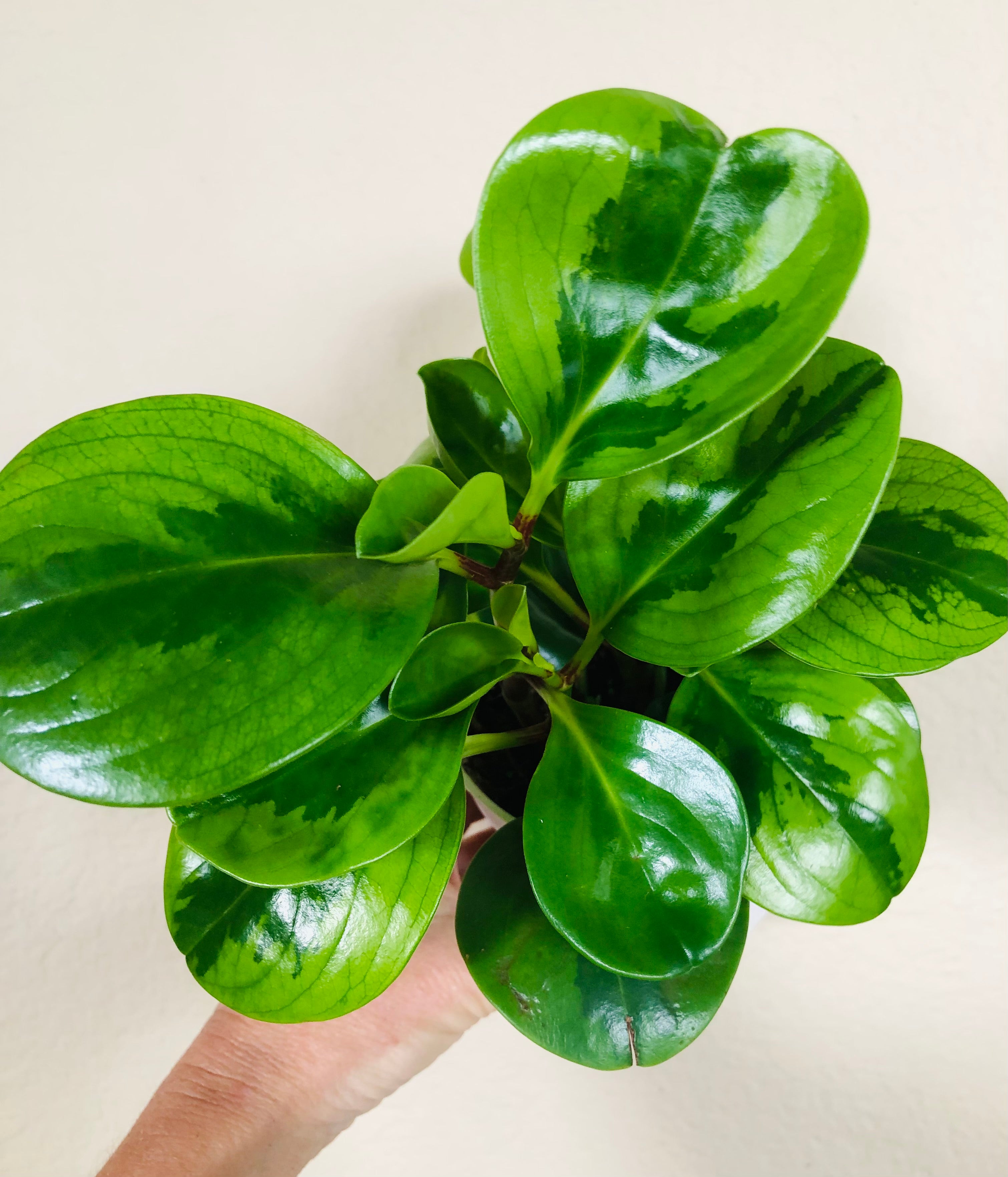 Peperomia Obtusifolia  'Lemon Lime'