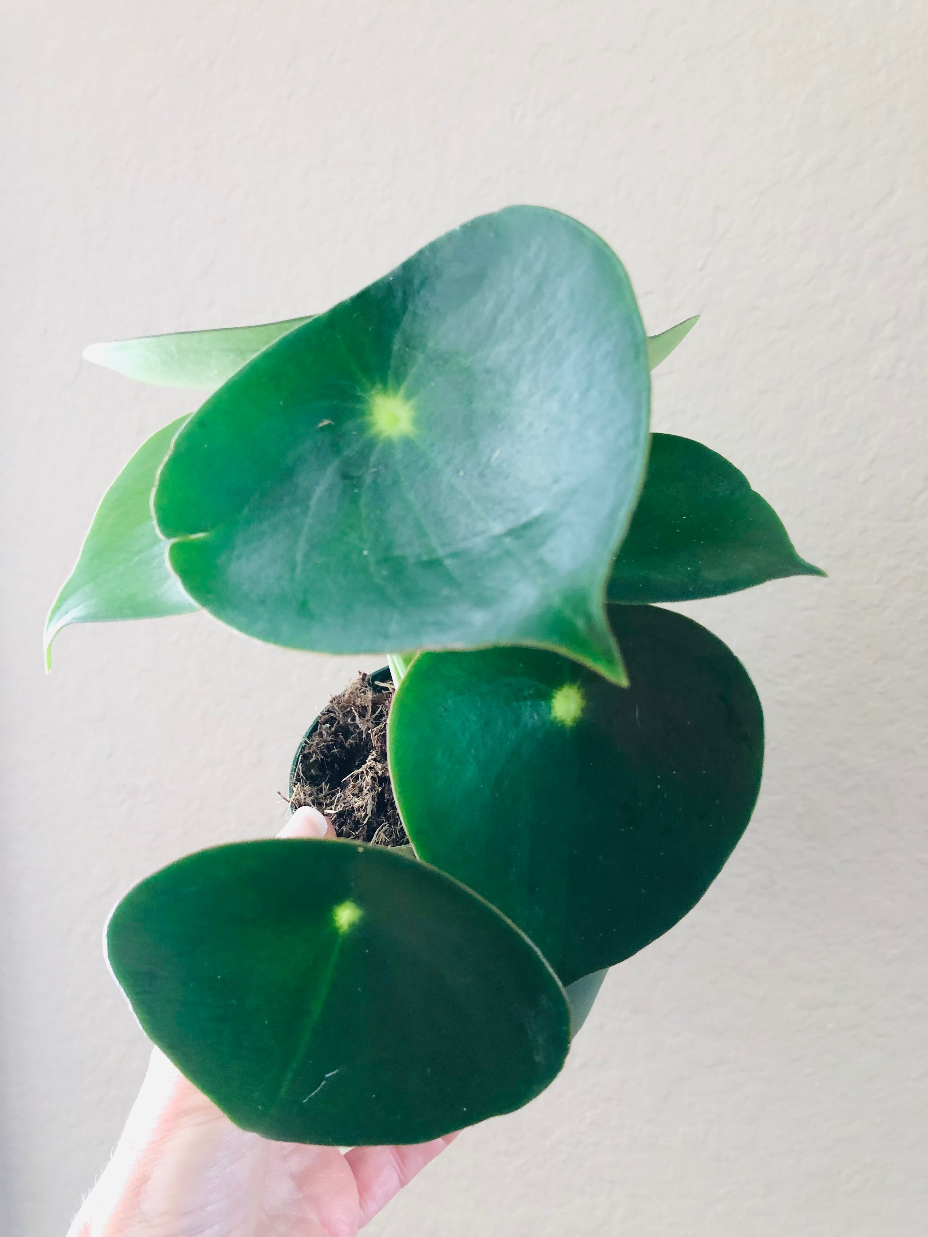 Peperomia 'Owl Eye'