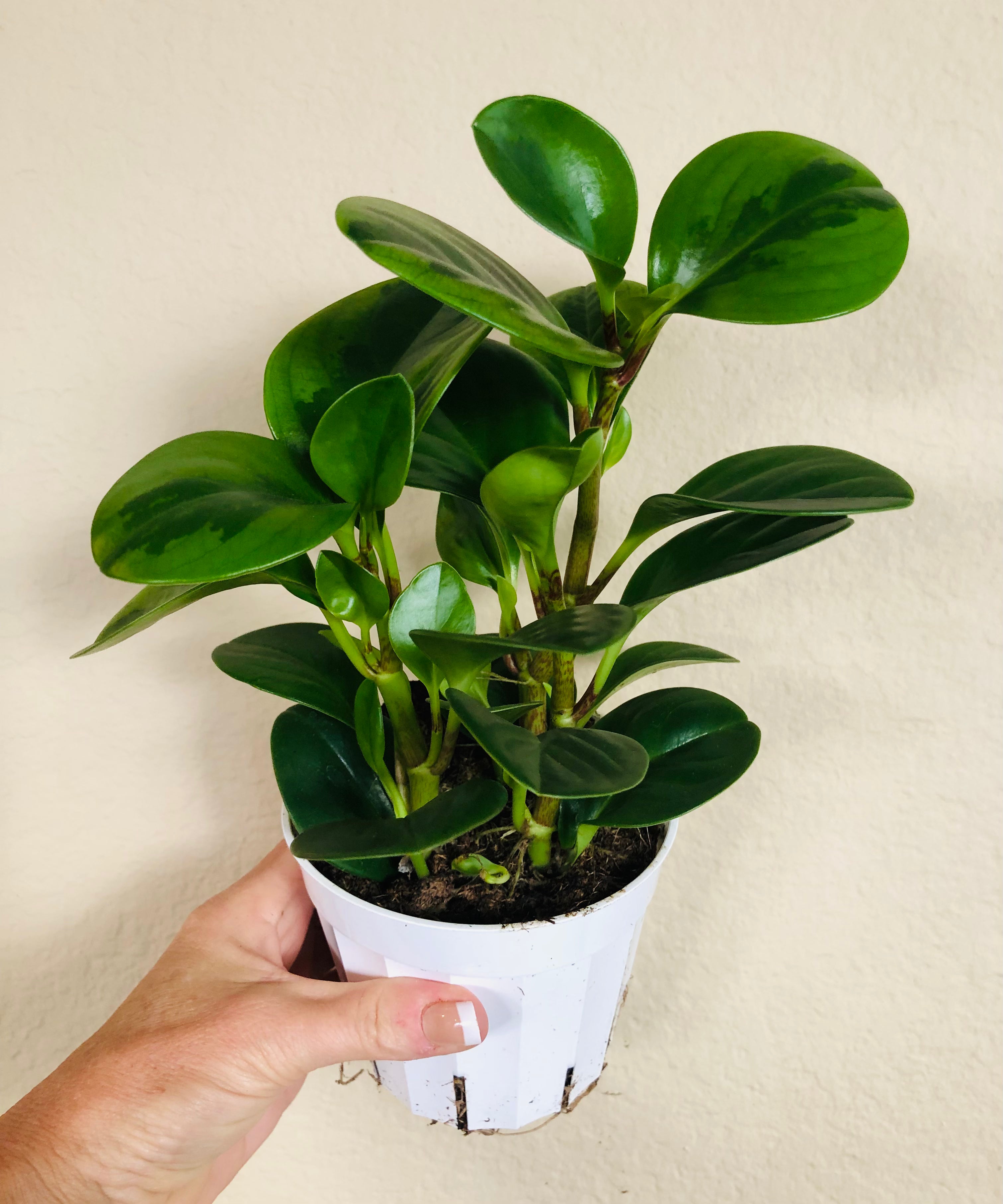 Peperomia Obtusifolia  'Lemon Lime'