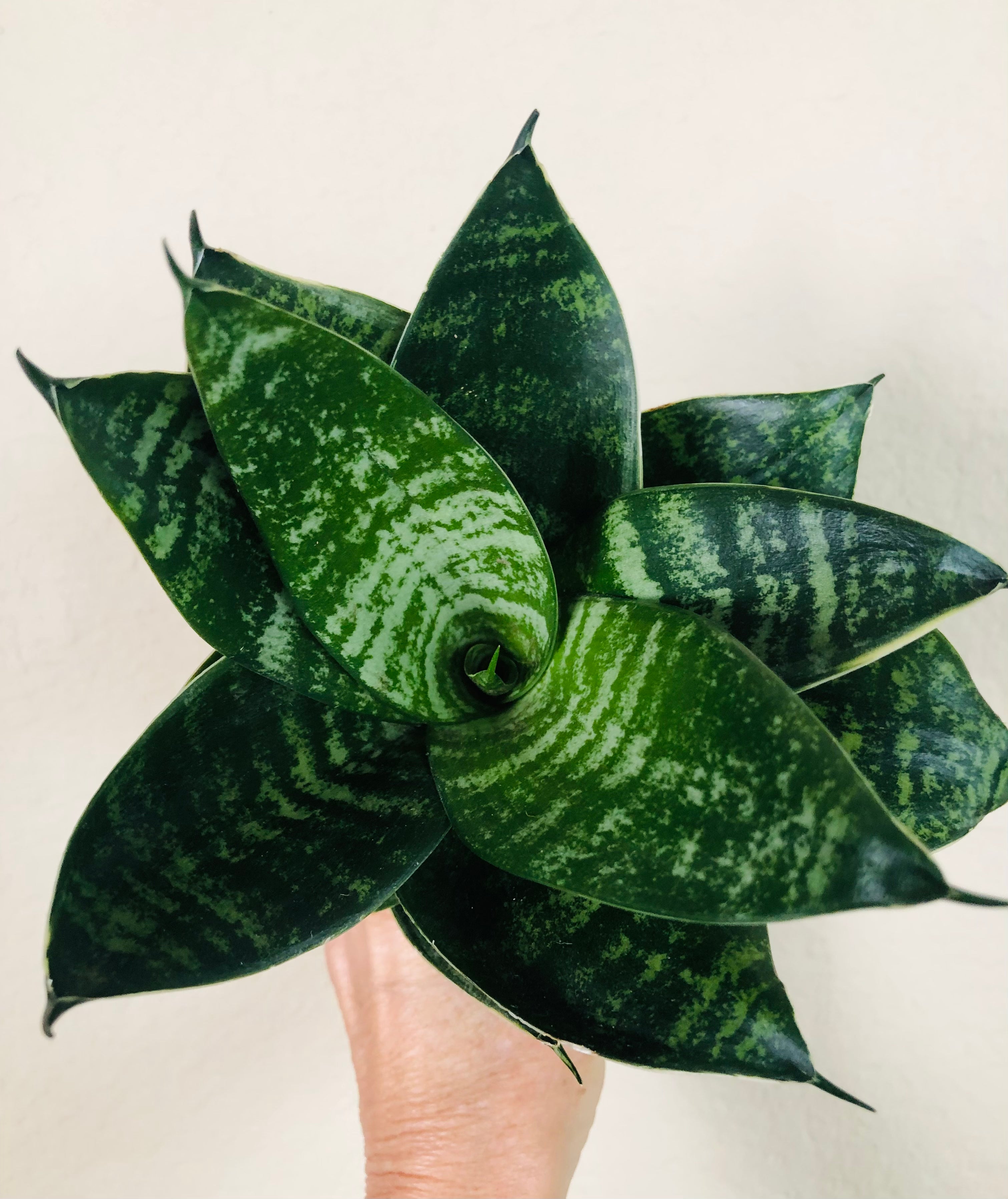 Sansevieria Hahnii 'Forest Star'