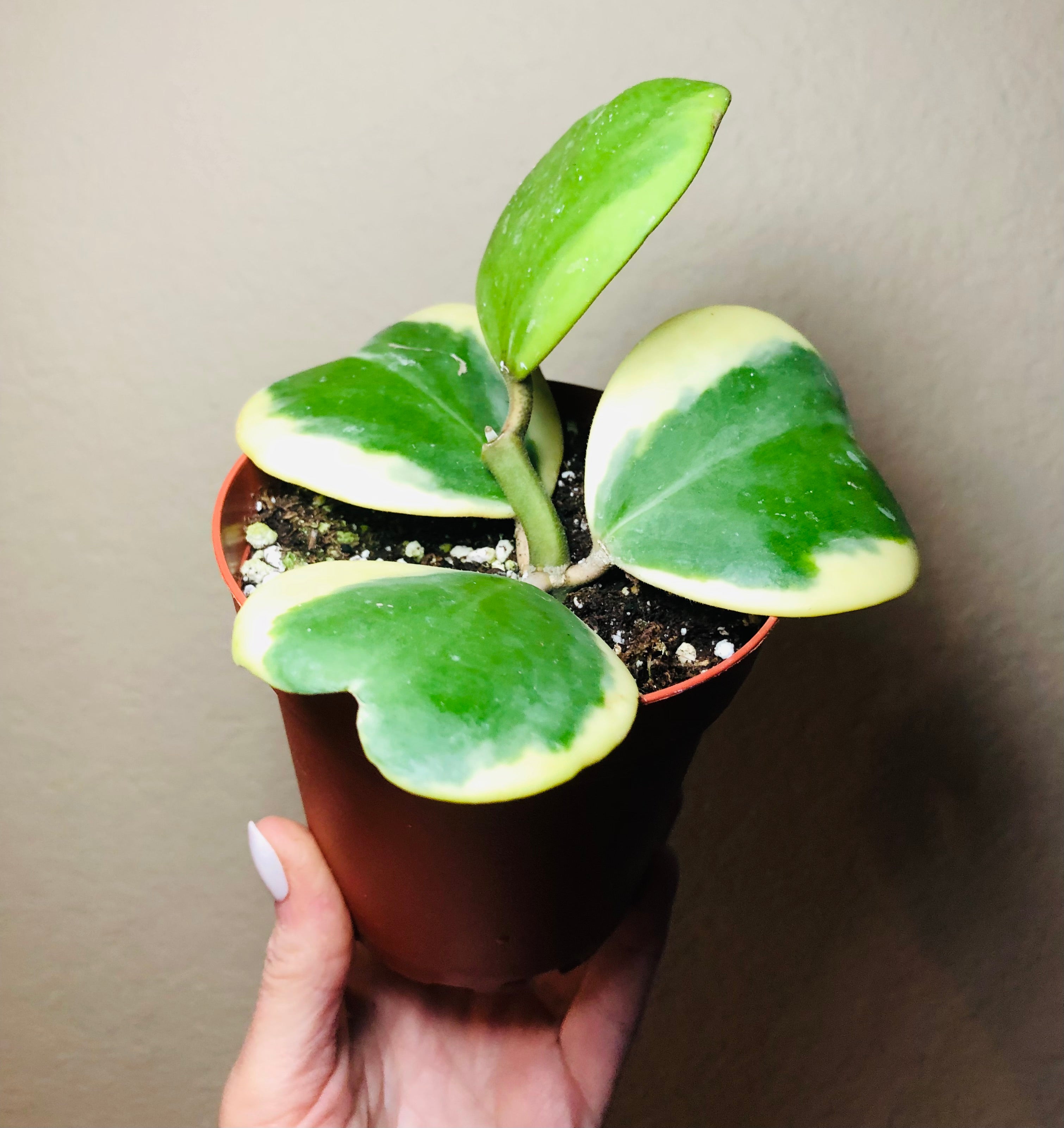 Hoya Kerrii Vine 'Variegated'