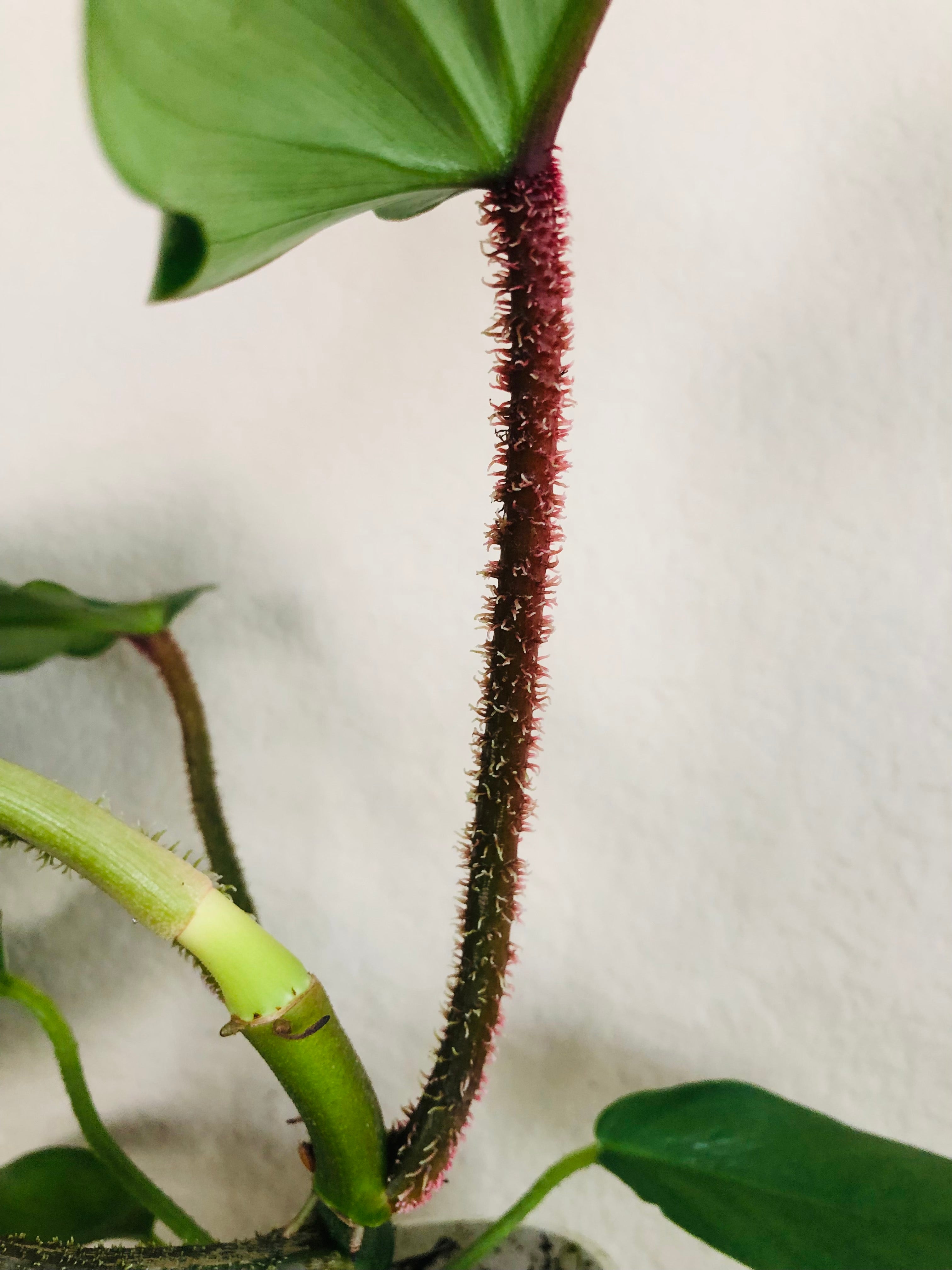 Philodendron 'Fuzzy Petiole'