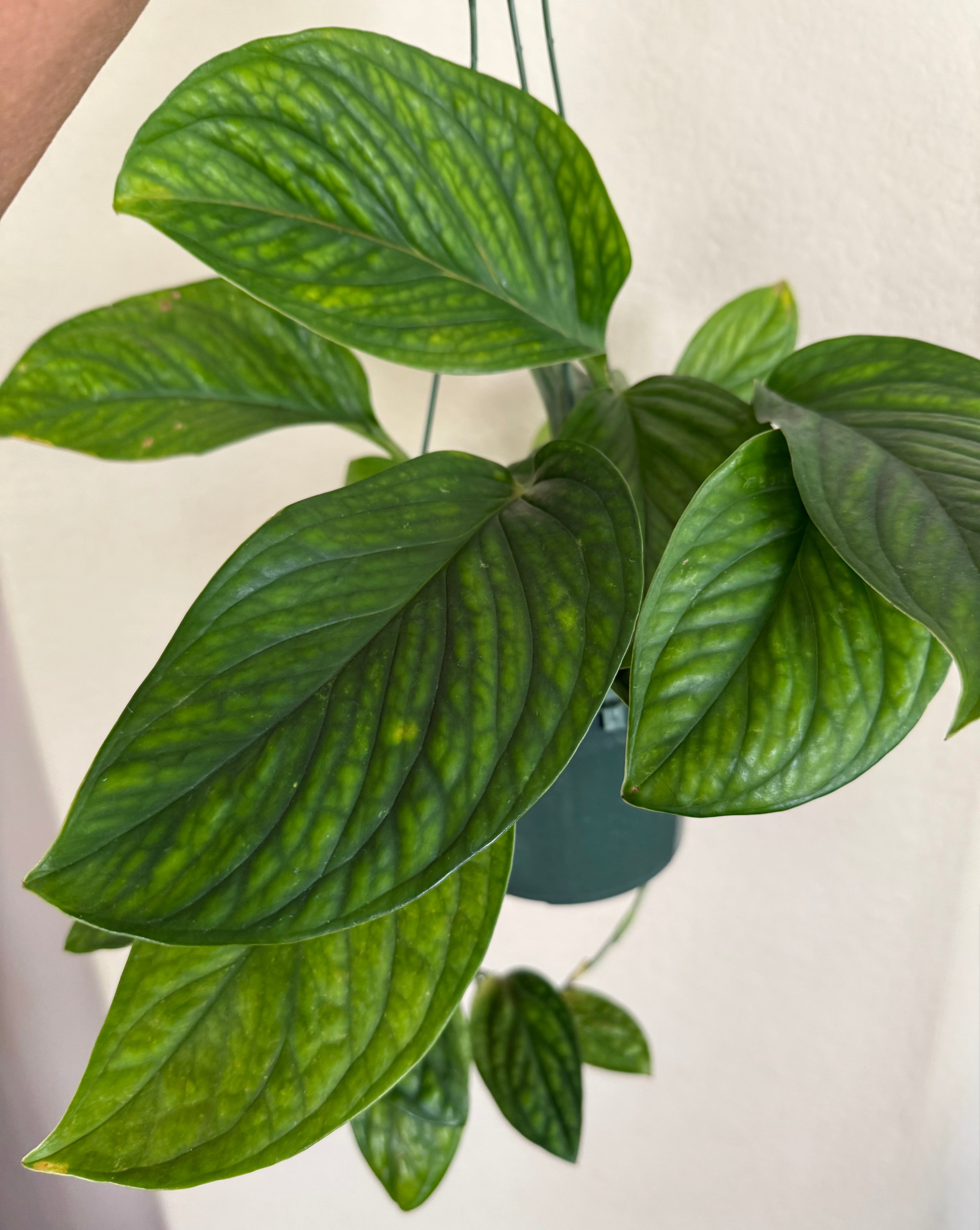 Monstera 'Peru'
