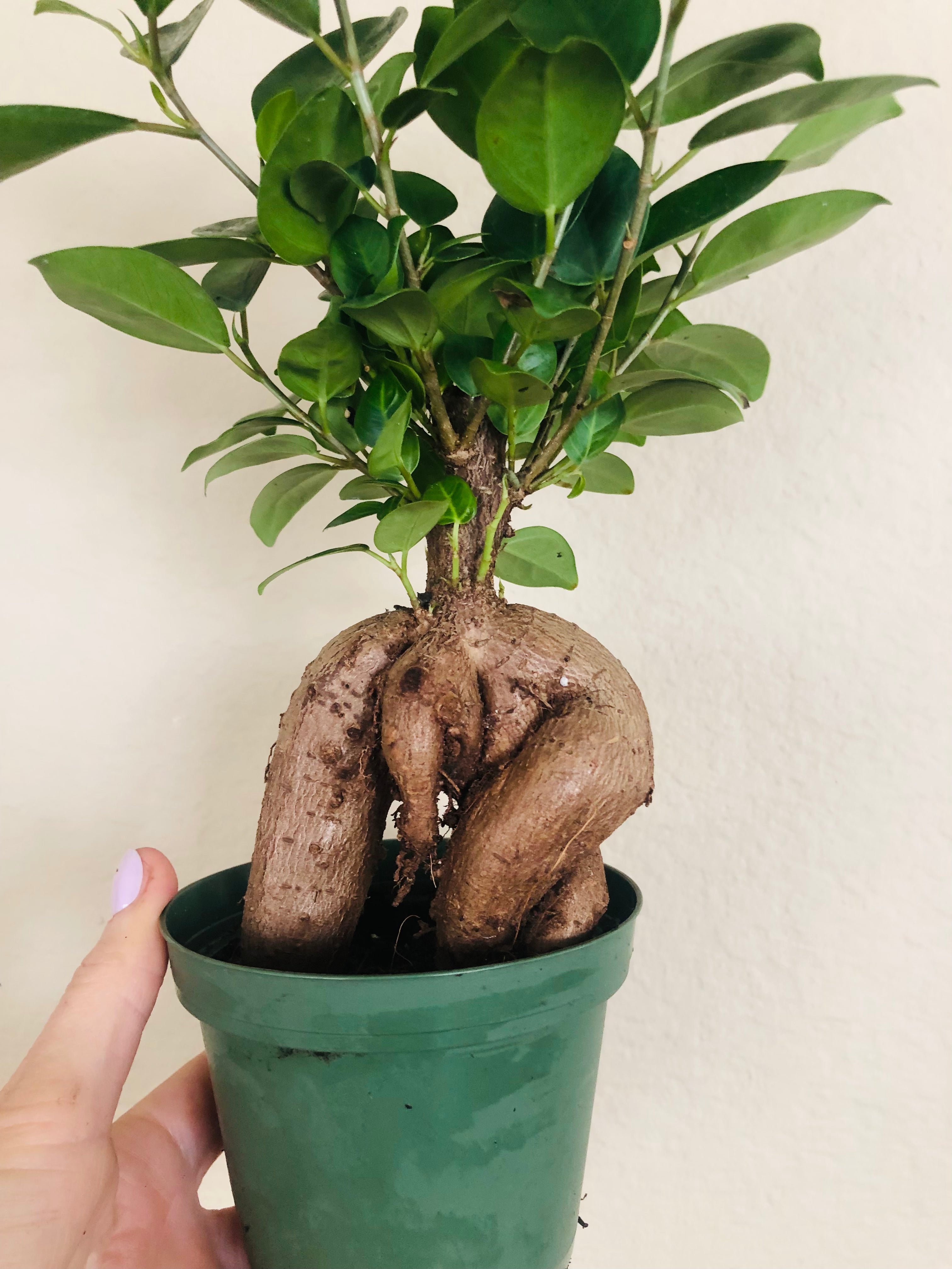 Ficus Microcarpa Ginseng
