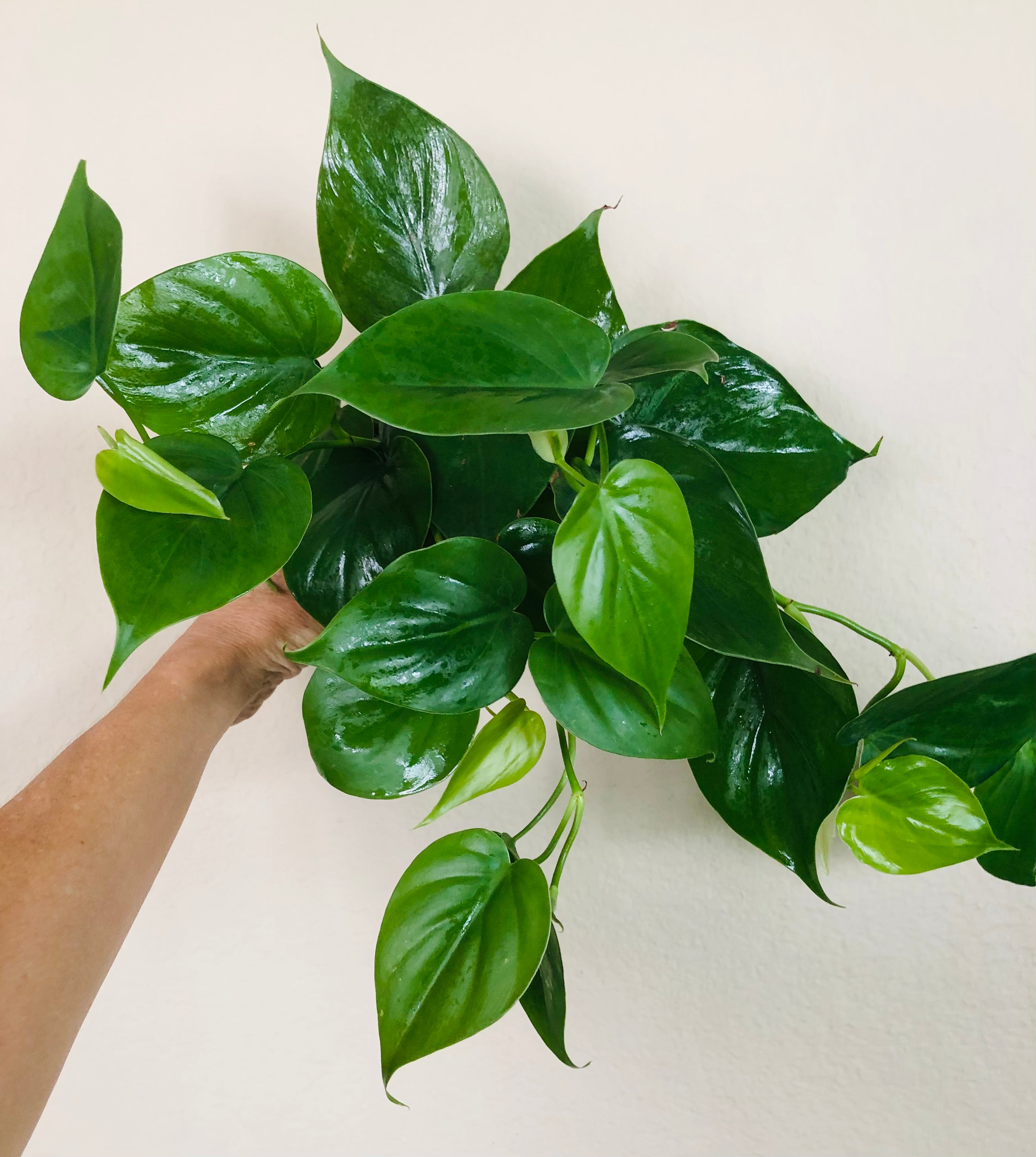 Philodendron Cordatum 'Heartleaf'