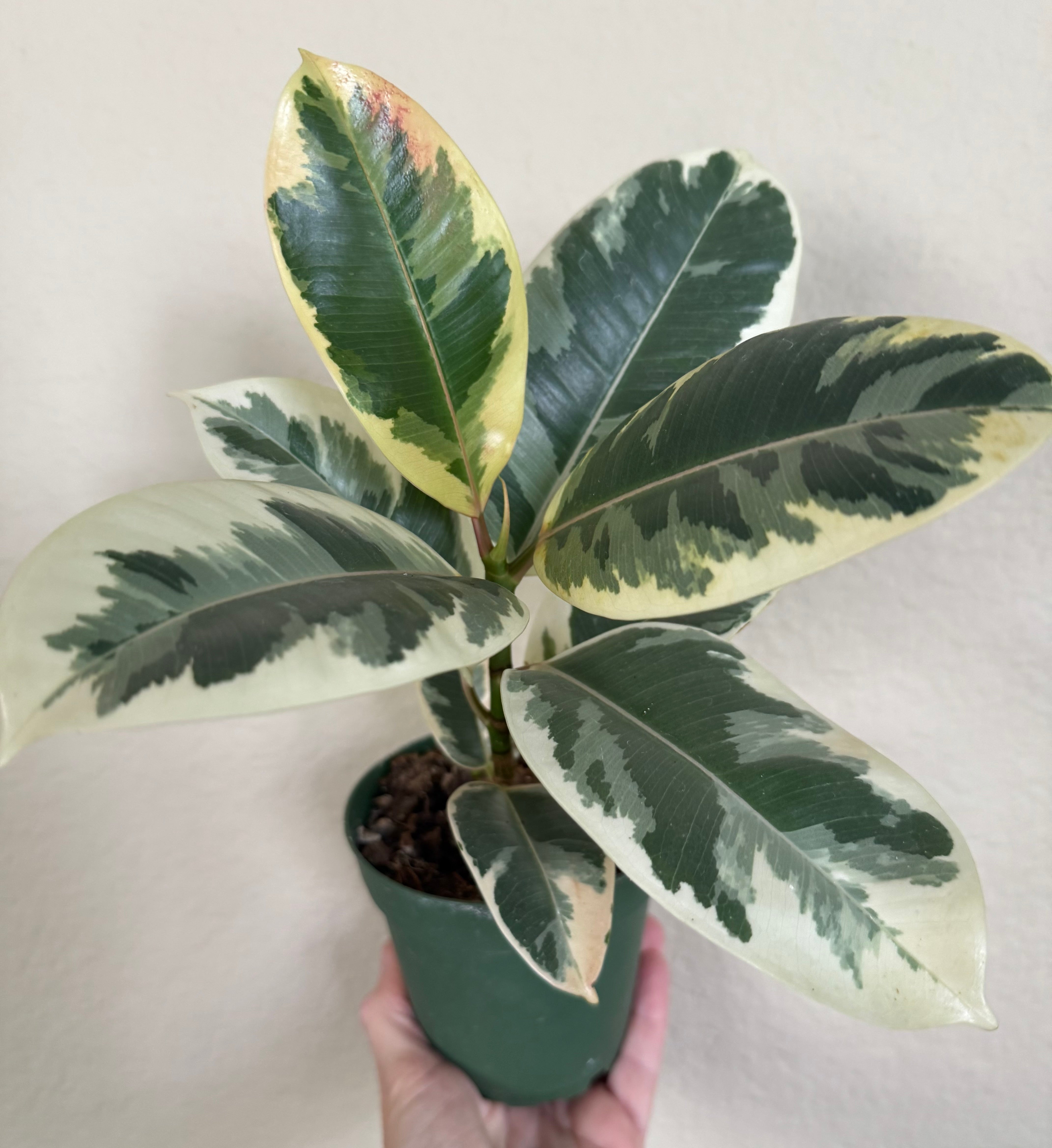 Ficus Elastica 'Tineke'