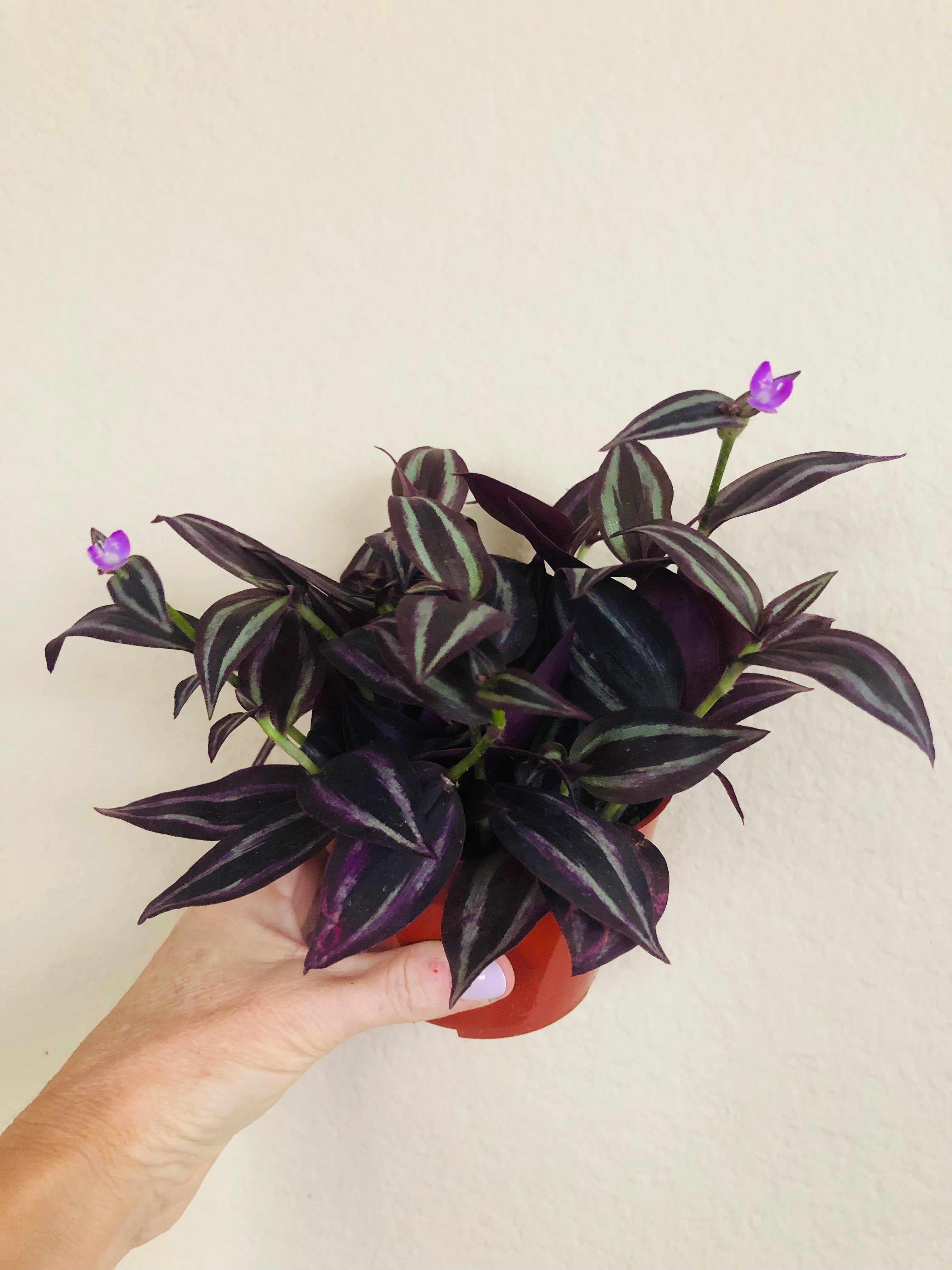 Tradescantia 'Red Gem'