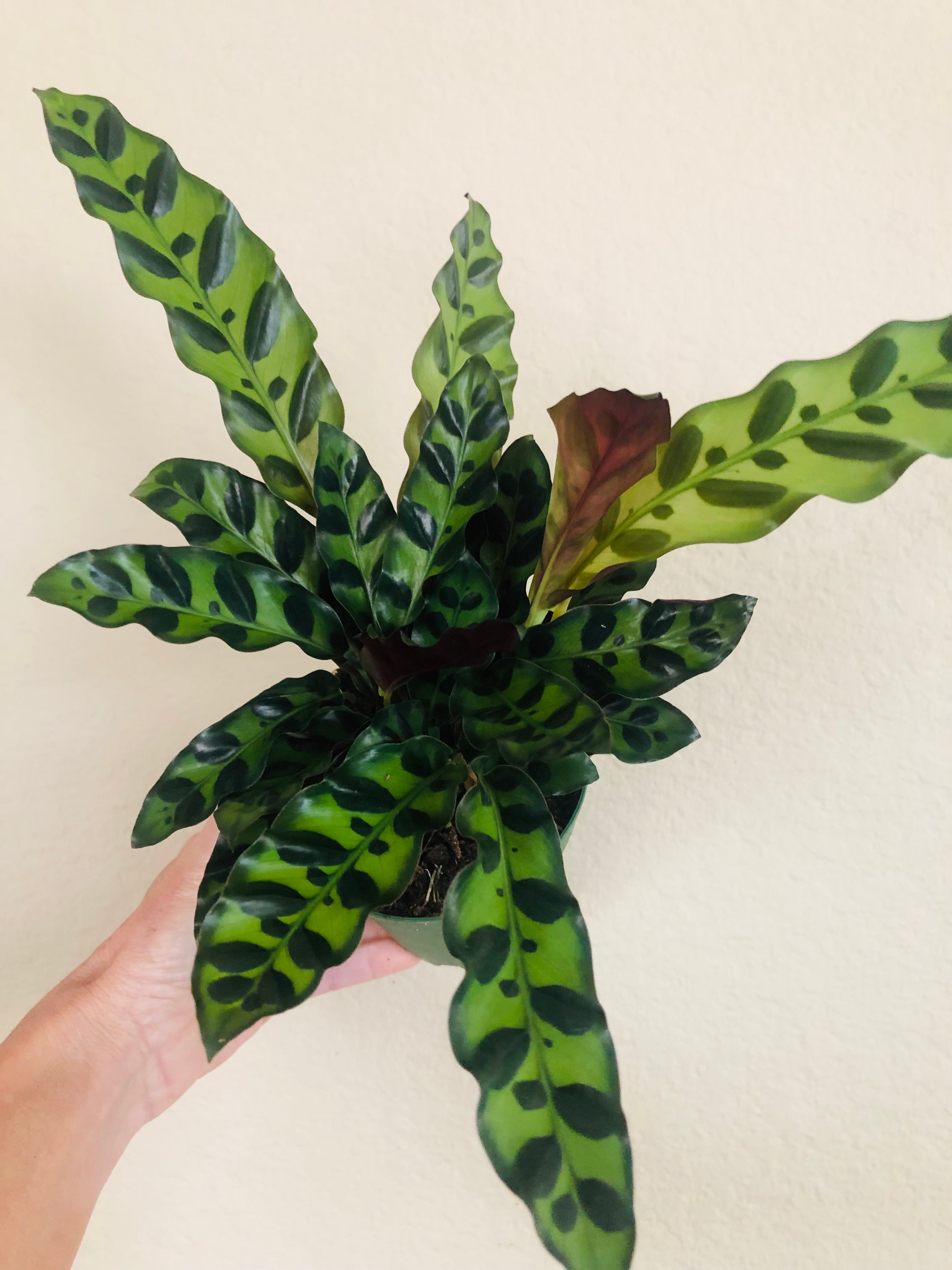 Calathea Lancifolia 'Rattlesnake'