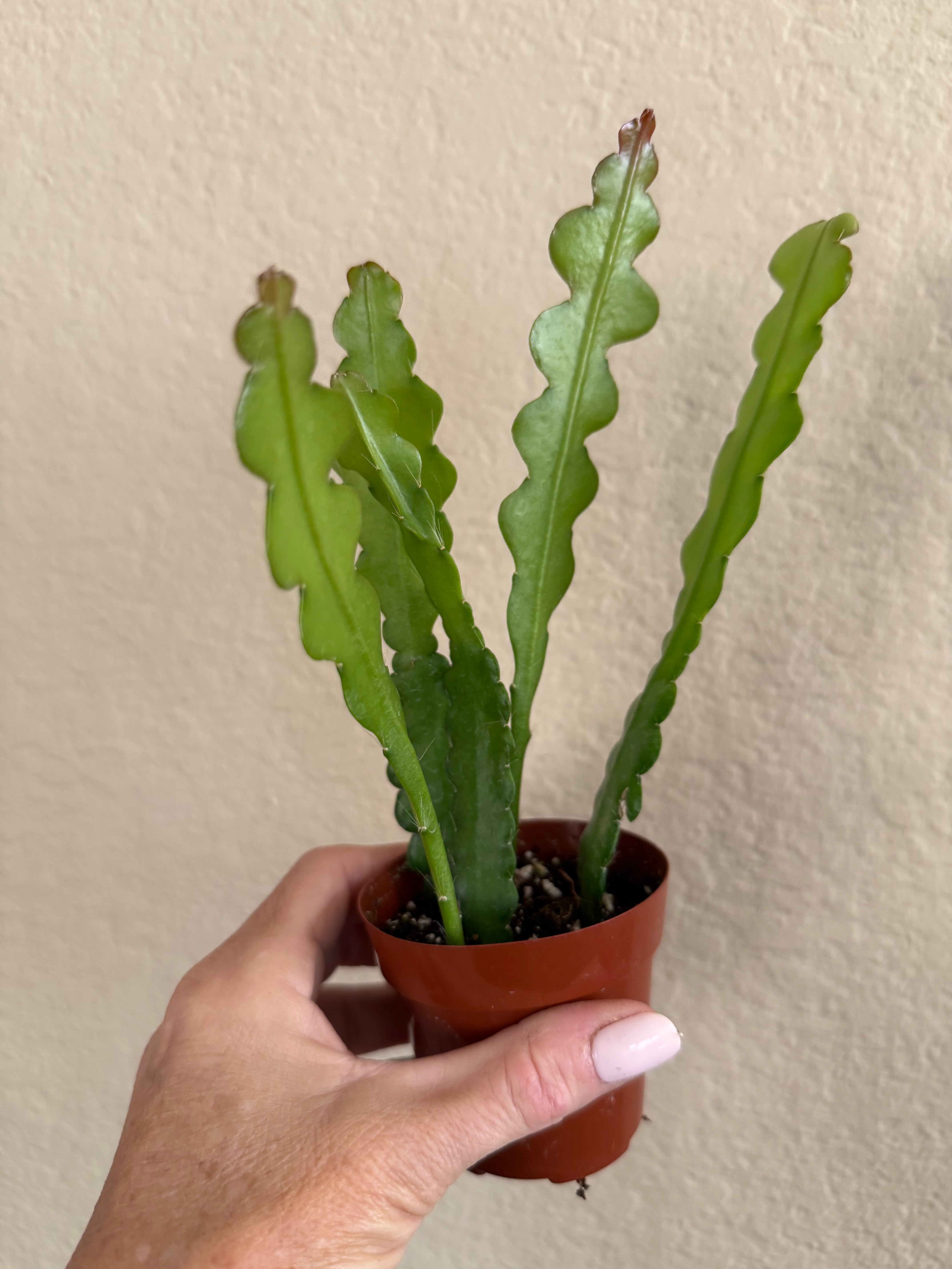 Epiphyllum 'Ric Rac' (Fishbone) Cactus