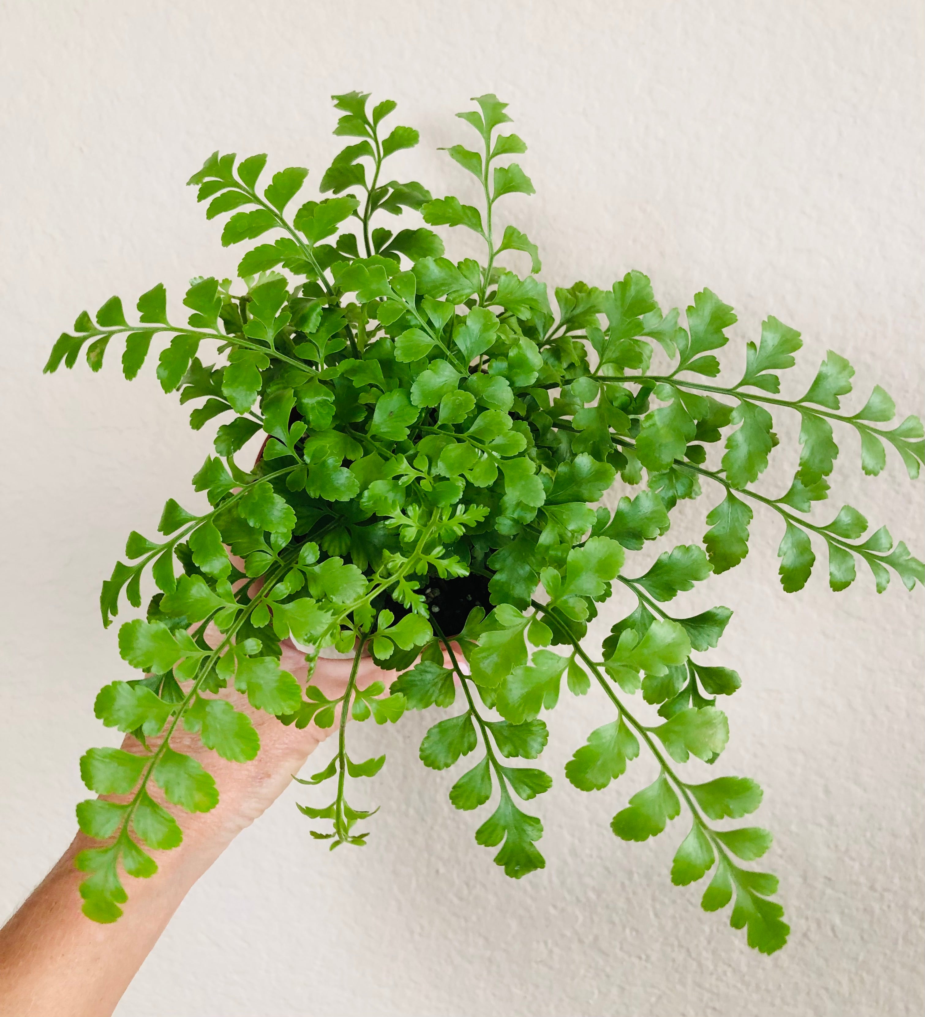 Austral Gem Fern