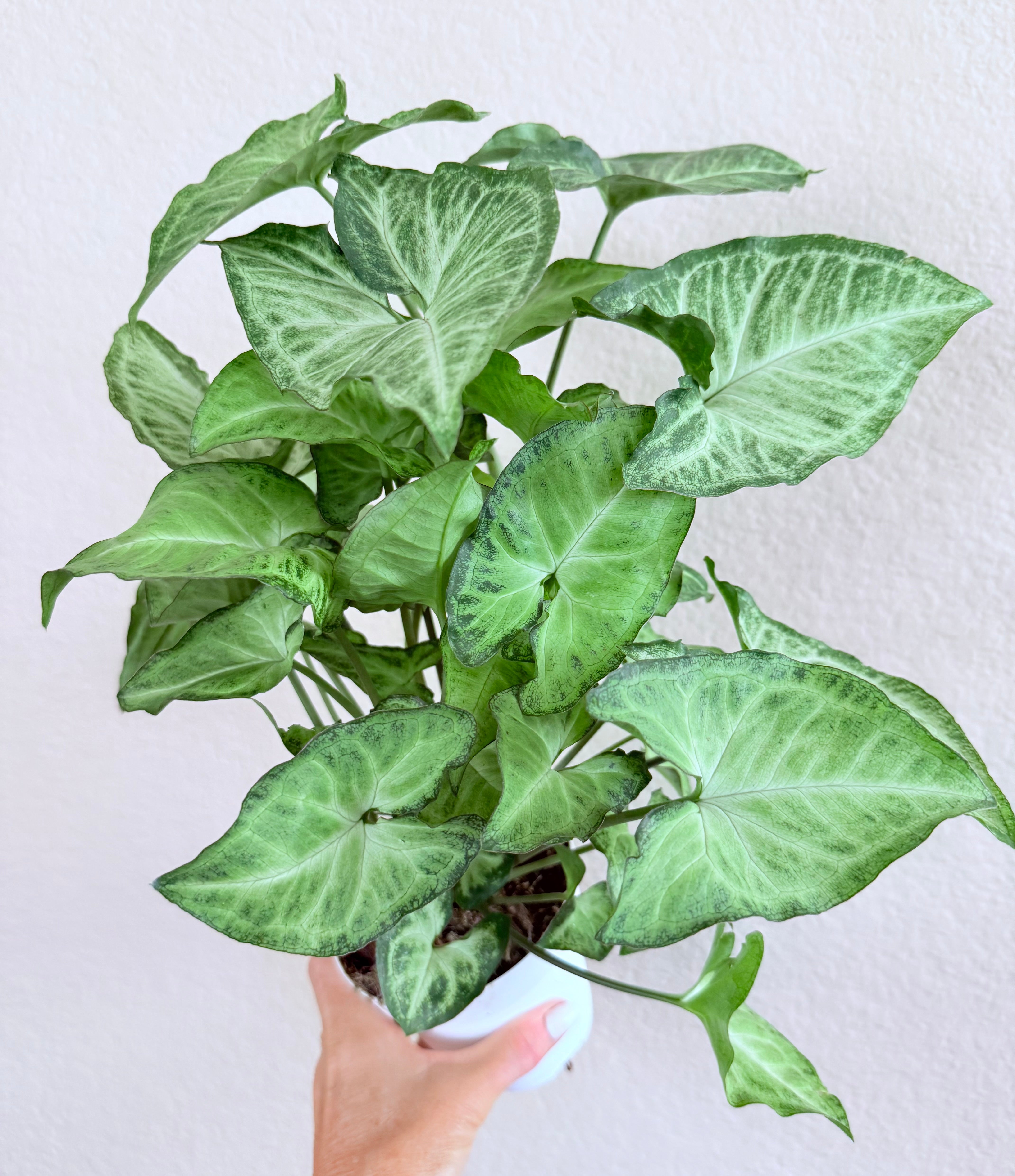 Syngonium 'White Butterfly'
