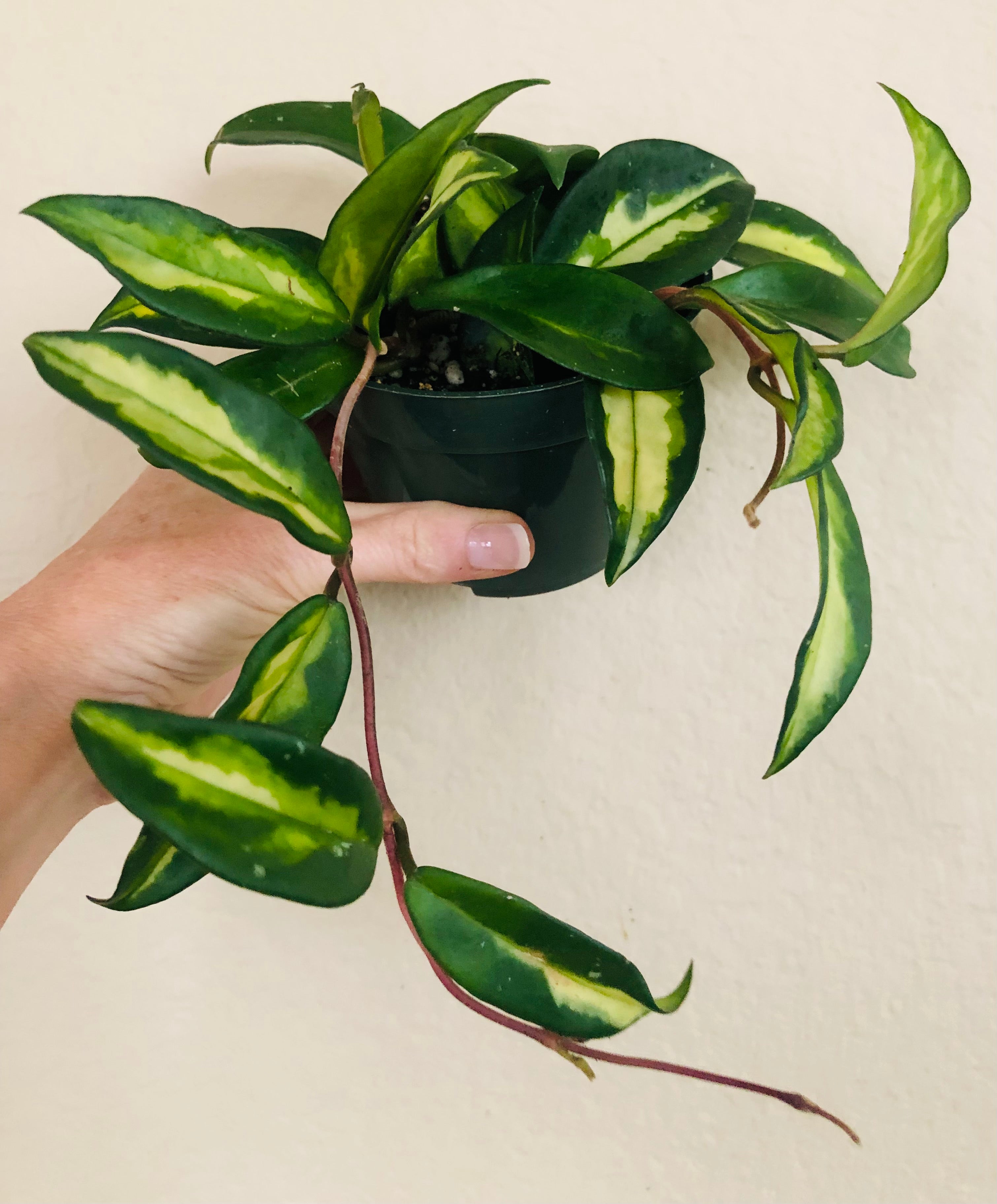 Hoya ‘Krimson Princess’