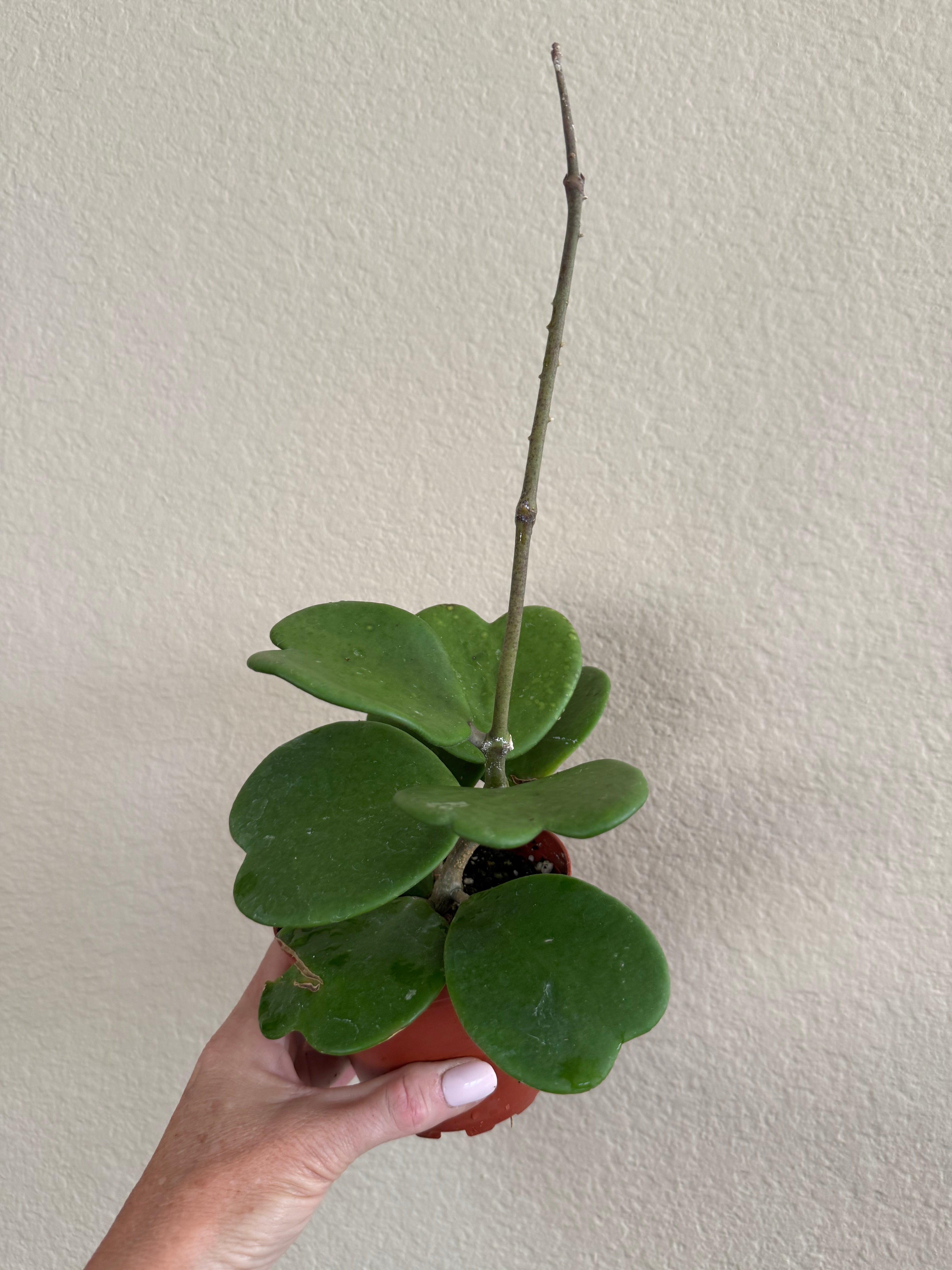 Hoya Kerrii Vine